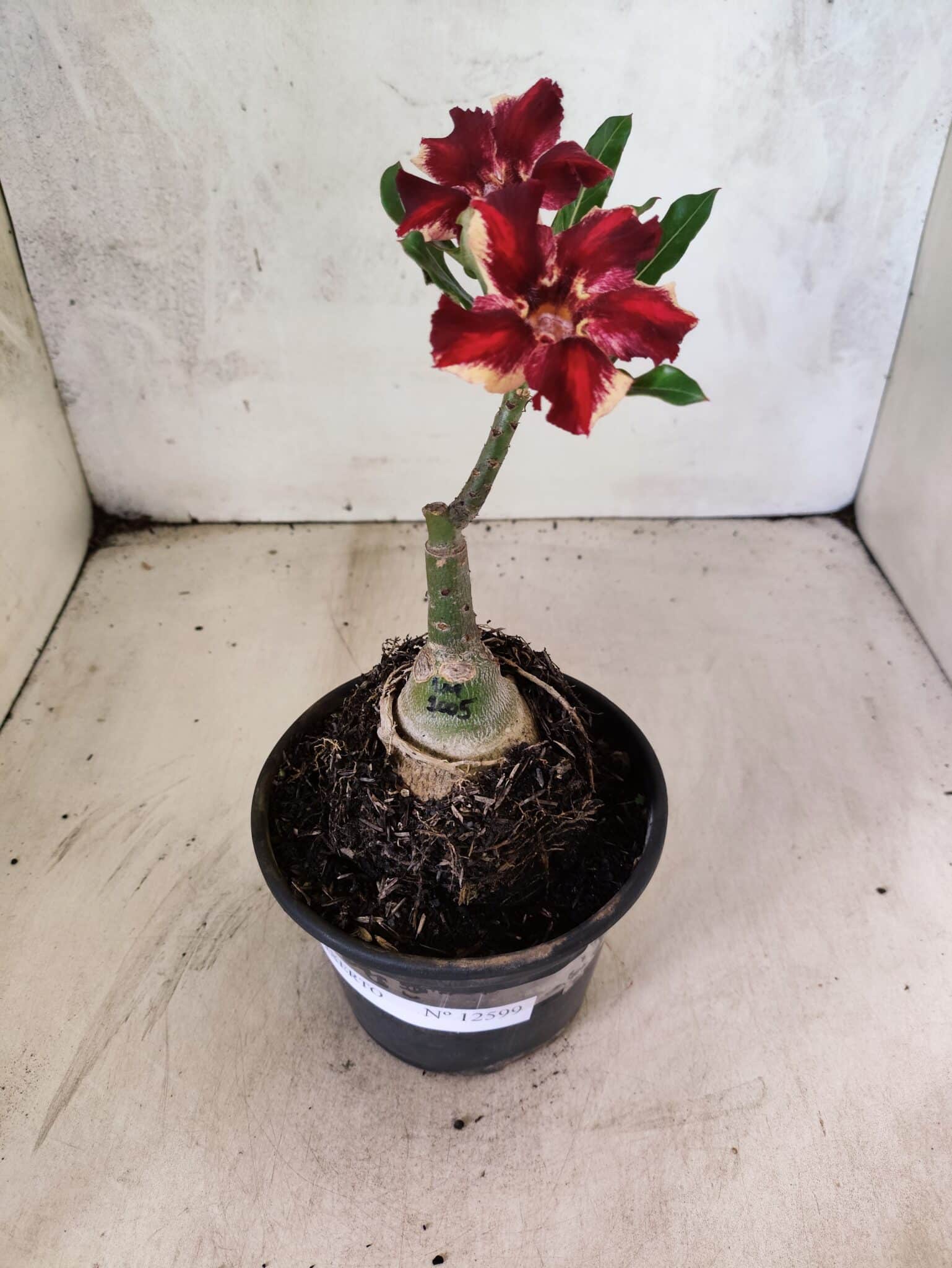ENXERTO 12599 – 20cm (cor LM 1005) - foto 3