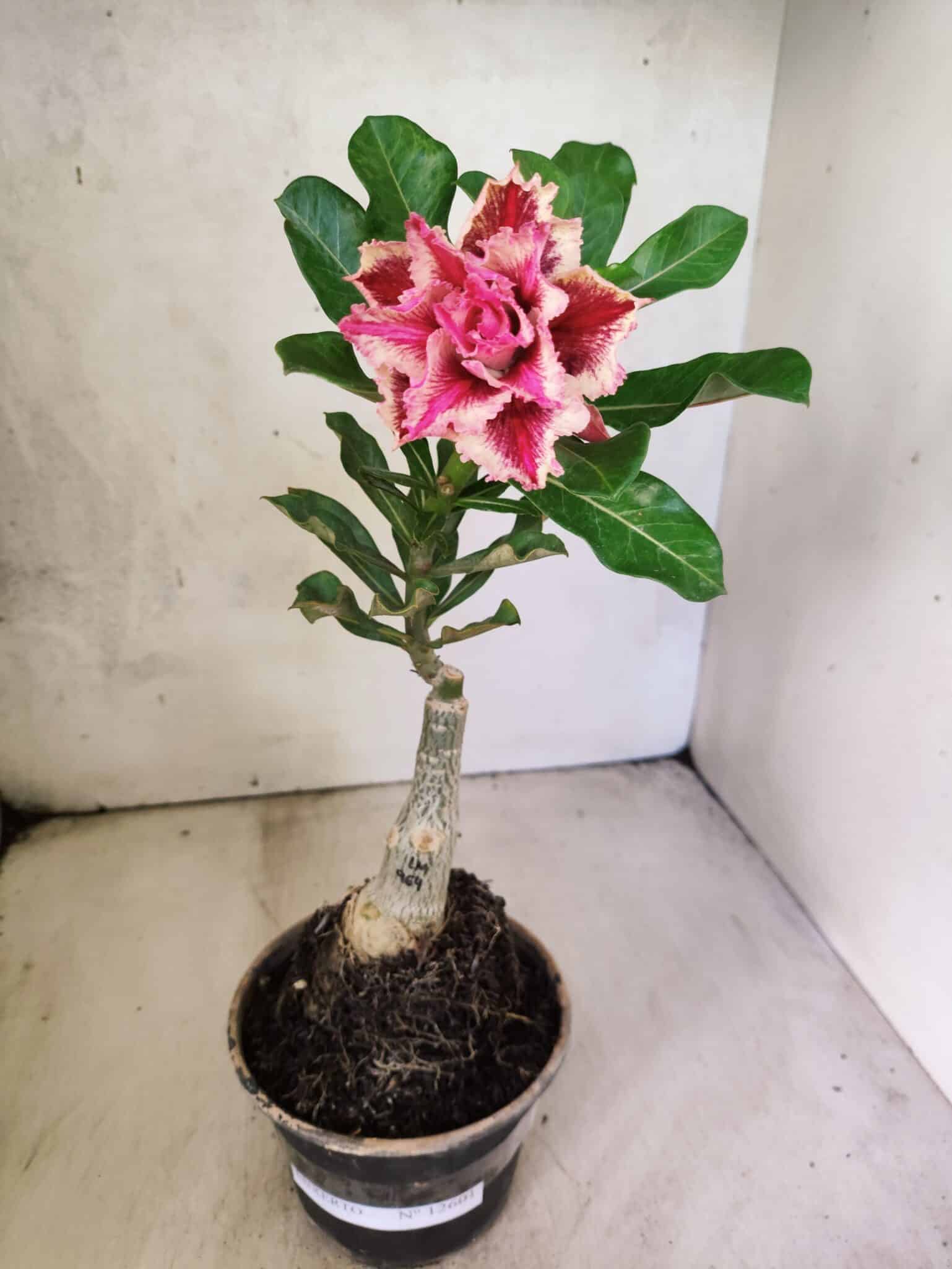 ENXERTO 12601 – 22cm (cor LM 964) - foto 2
