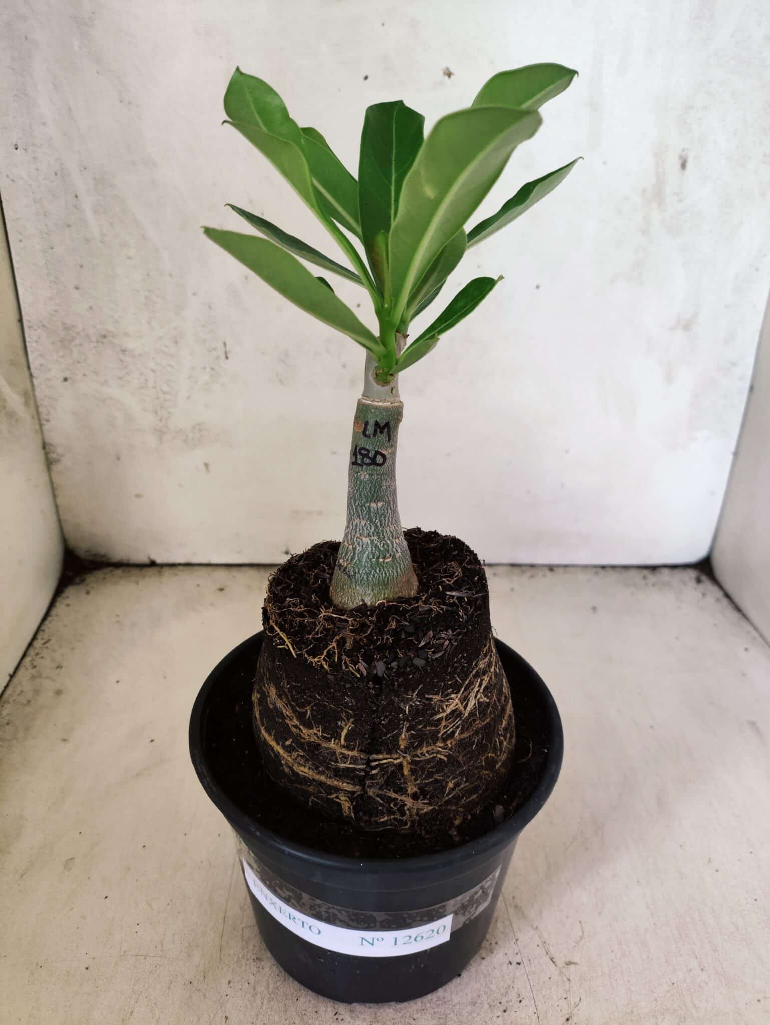 ENXERTO 12620 – 20cm (cor LM 180) - foto 2