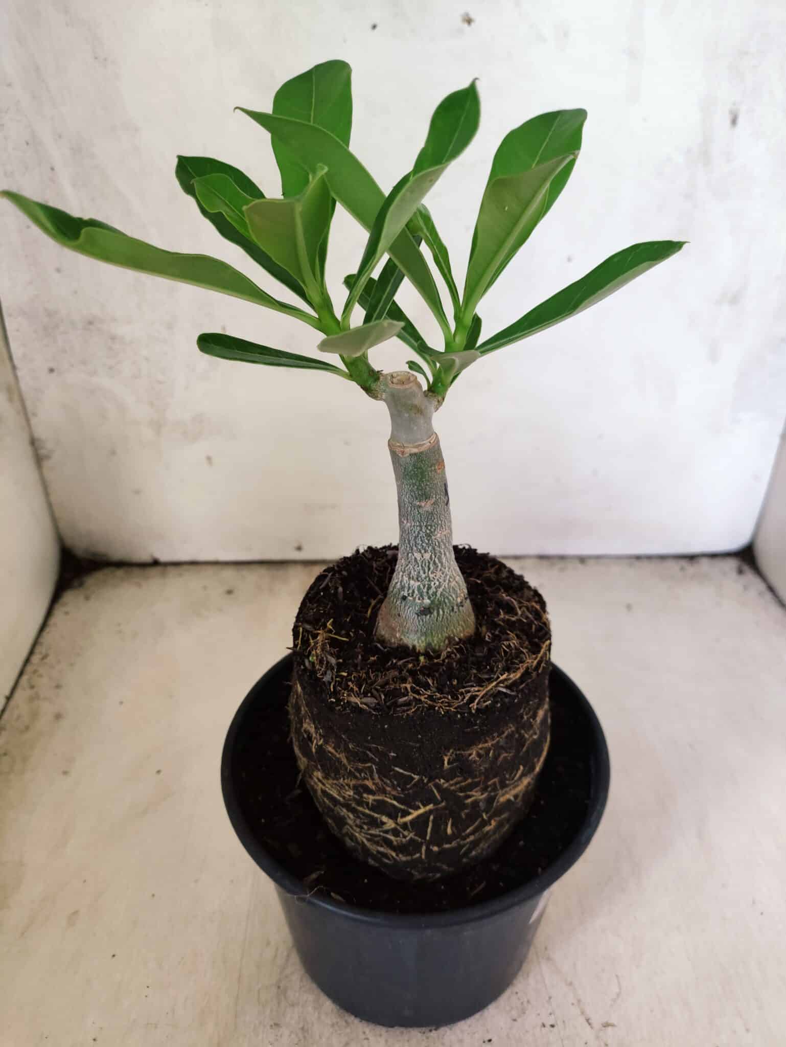 ENXERTO 12620 – 20cm (cor LM 180) - foto 4