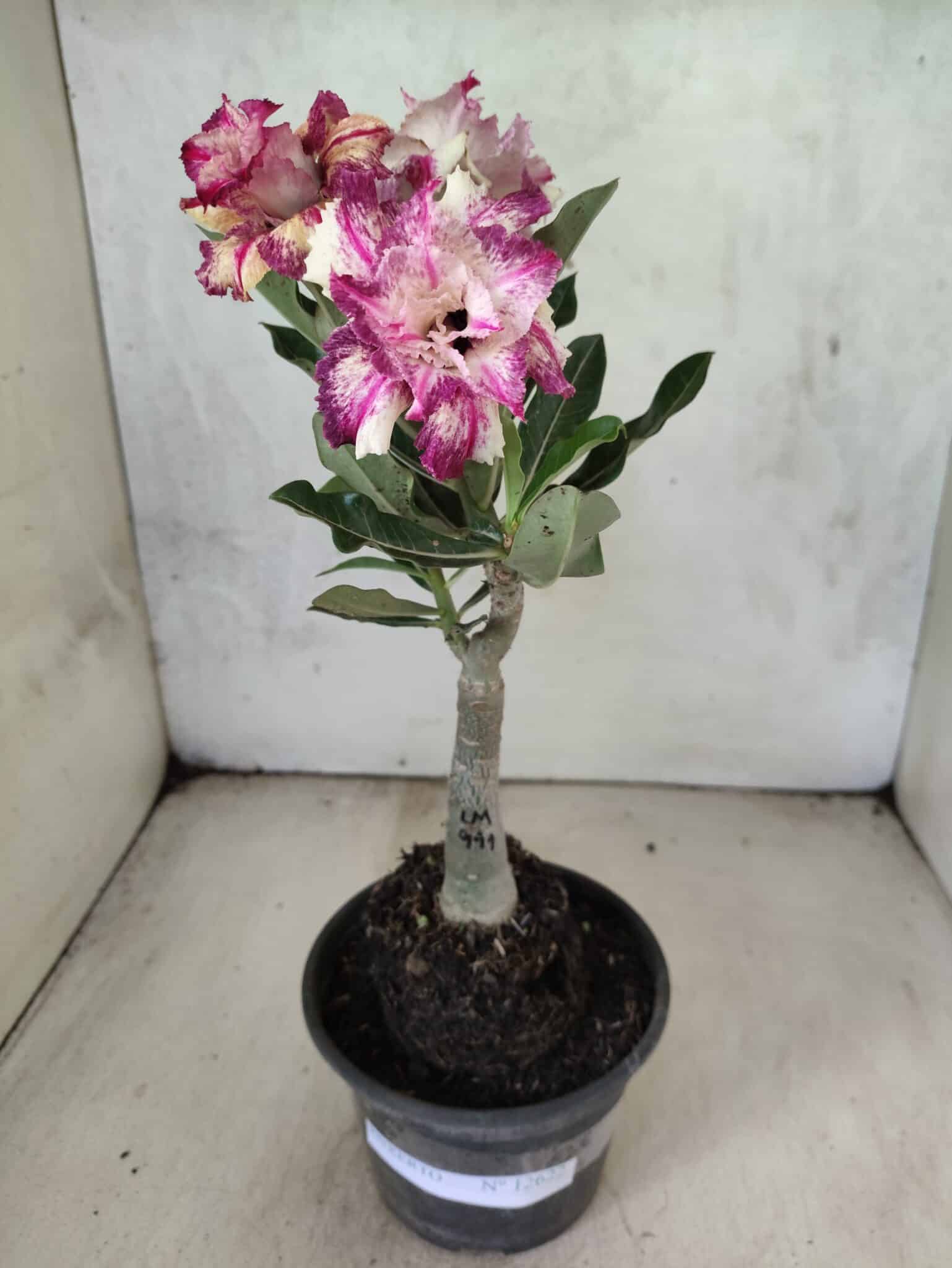 ENXERTO 12622 – 20cm (cor LM 991) - foto 2
