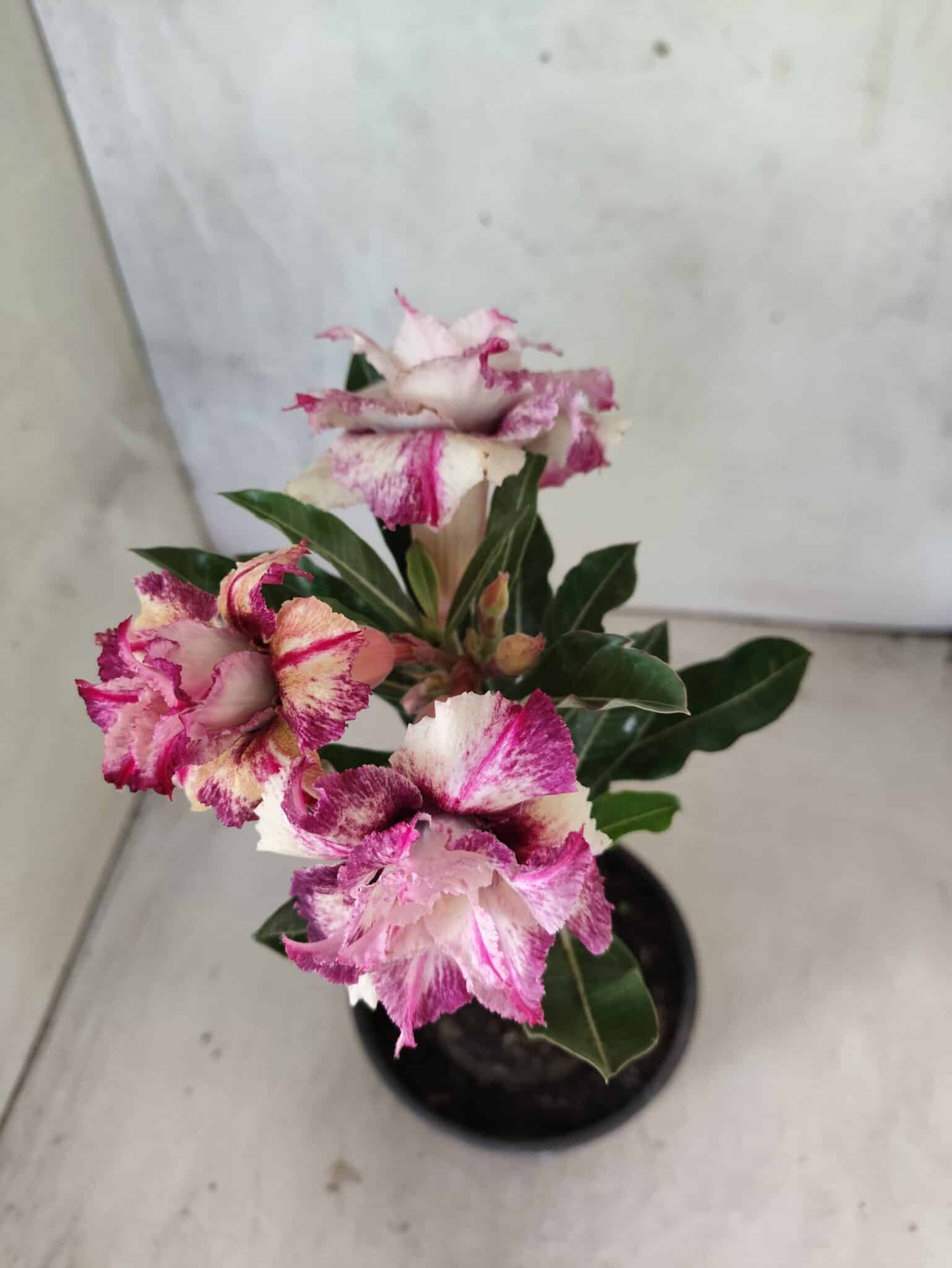 ENXERTO 12622 – 20cm (cor LM 991) - foto 6