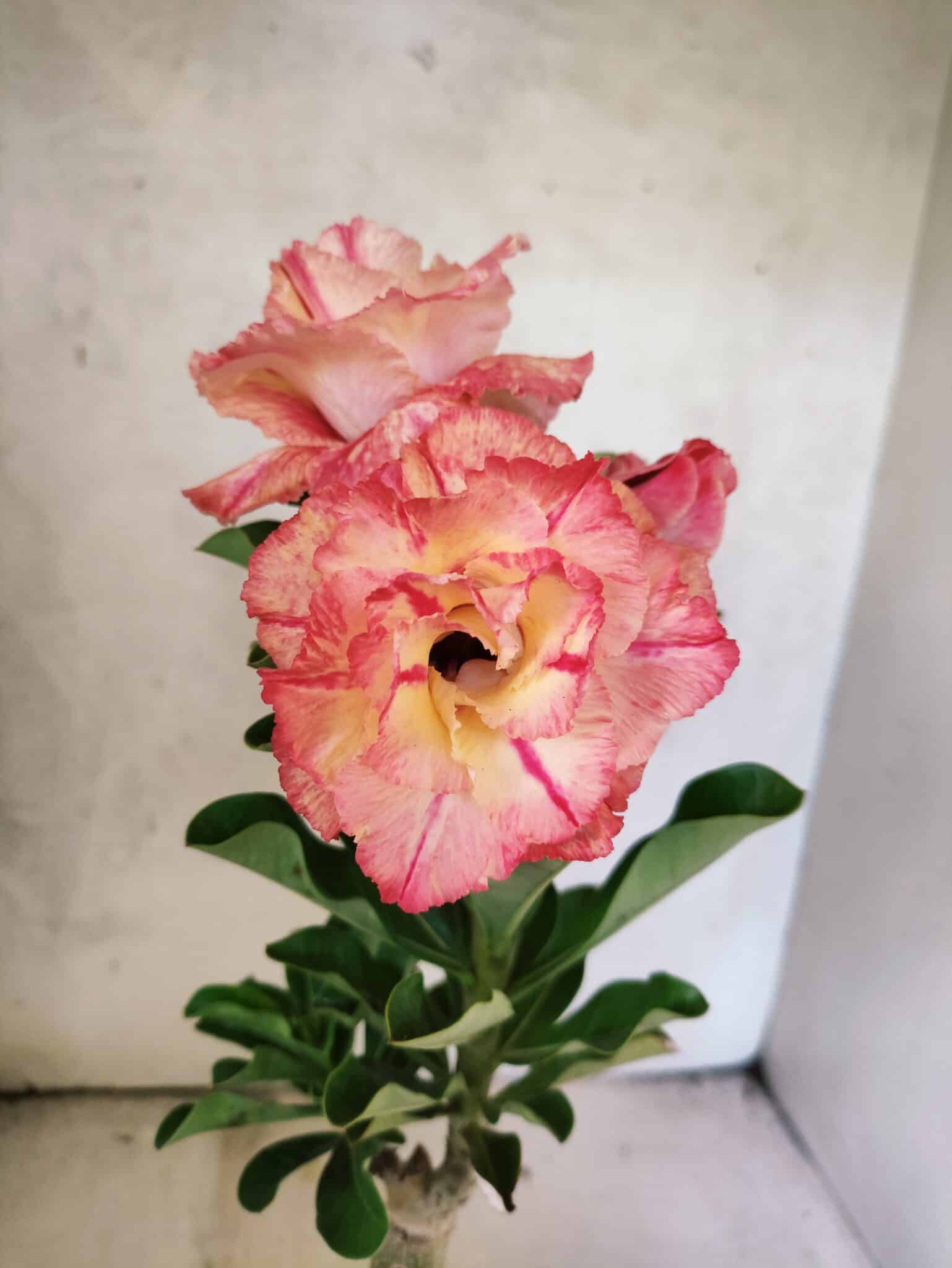 ENXERTO 12625 – 25cm (cor LM 582) - foto 3