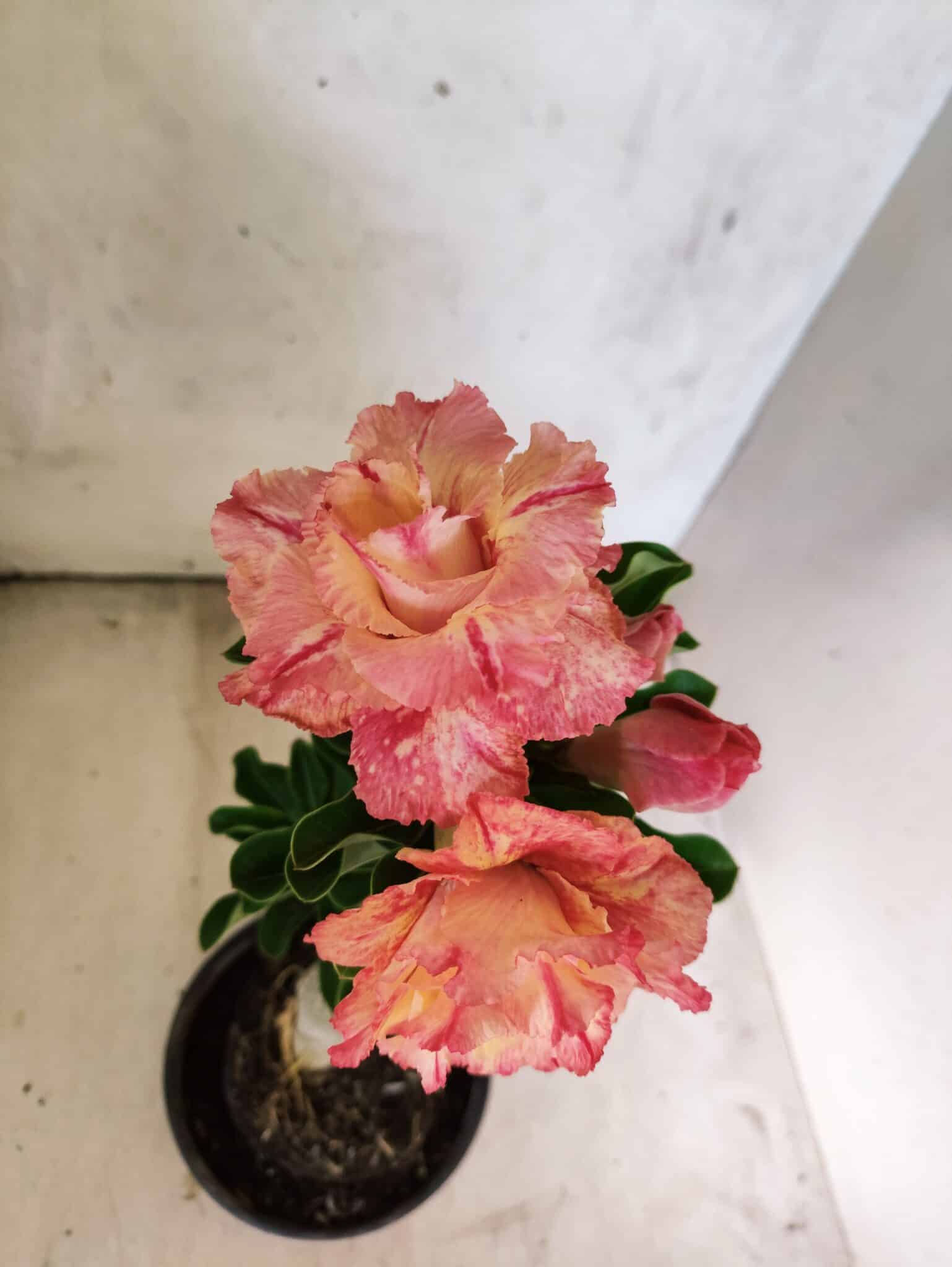 ENXERTO 12625 – 25cm (cor LM 582) - foto 4