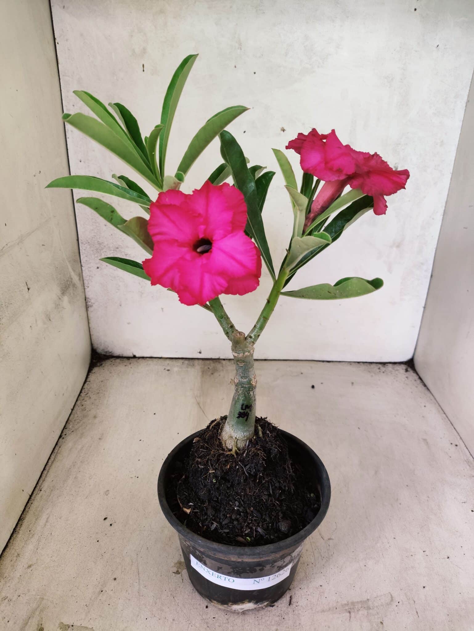 ENXERTO 12626 – 20cm (cor LM 384) - foto 2