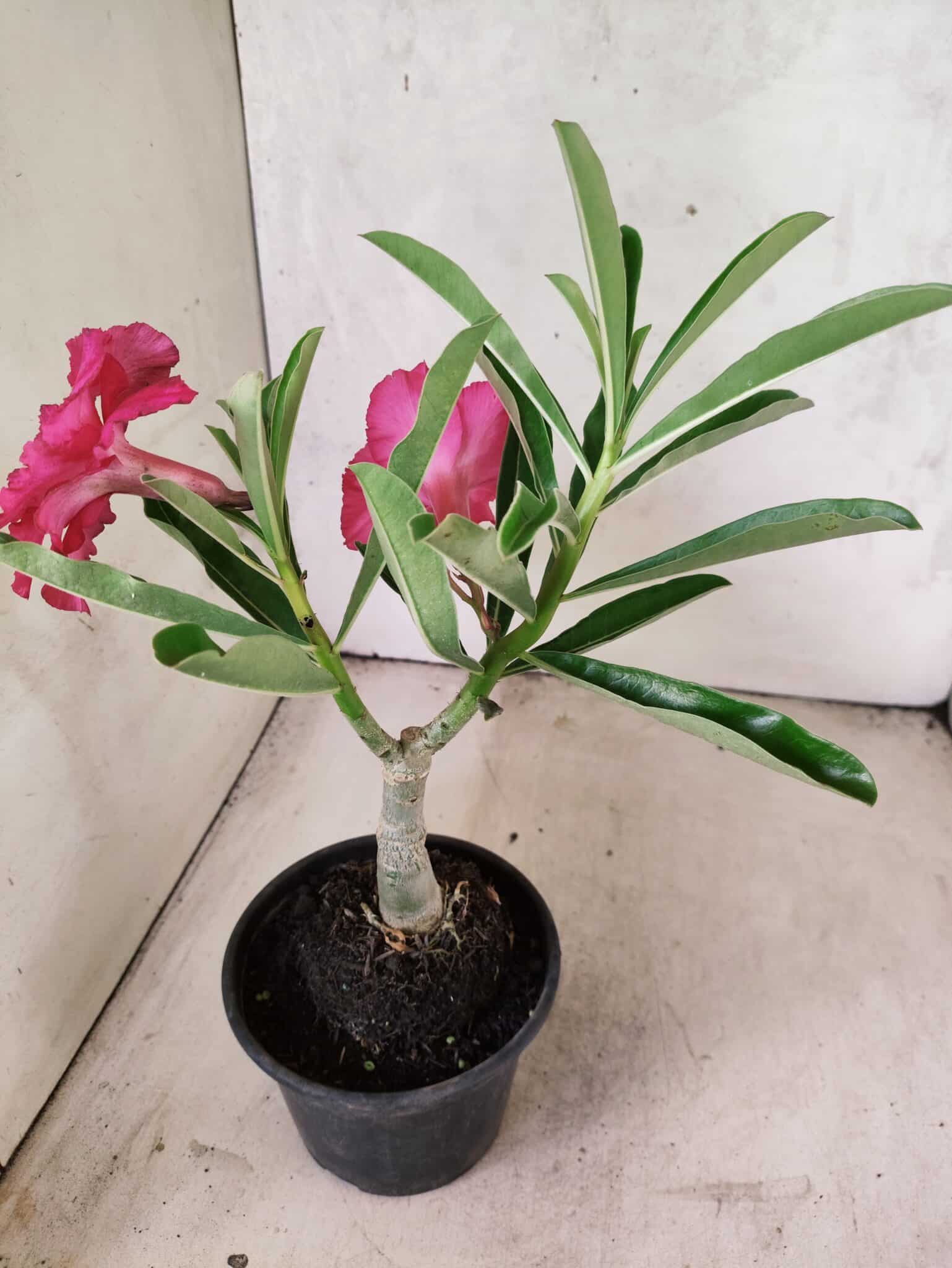 ENXERTO 12626 – 20cm (cor LM 384) - foto 5
