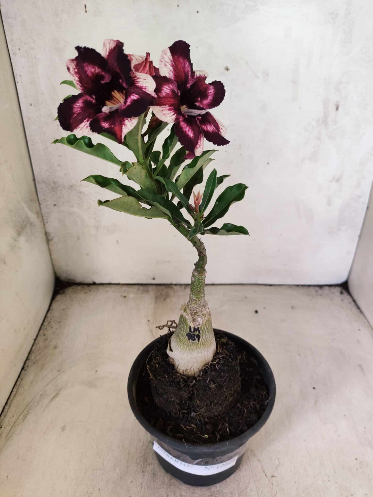 ENXERTO 12628 – 20cm (cor LM 989) - iD: Estrela Purpura - foto 2