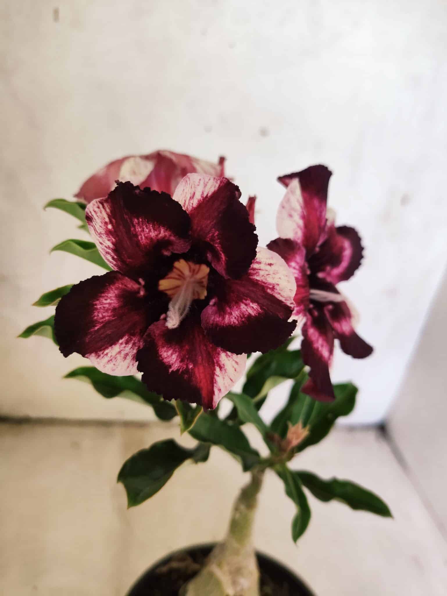 ENXERTO 12628 – 20cm (cor LM 989) - iD: Estrela Purpura - foto 3