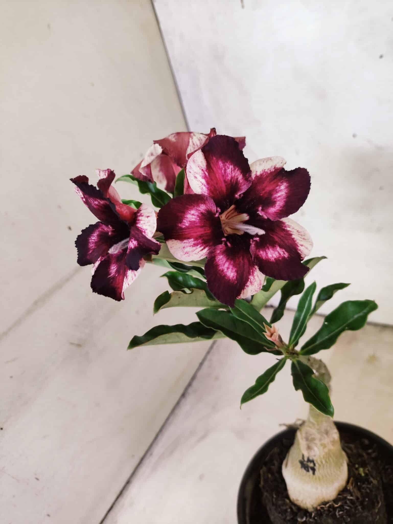 ENXERTO 12628 – 20cm (cor LM 989) - iD: Estrela Purpura - foto 4