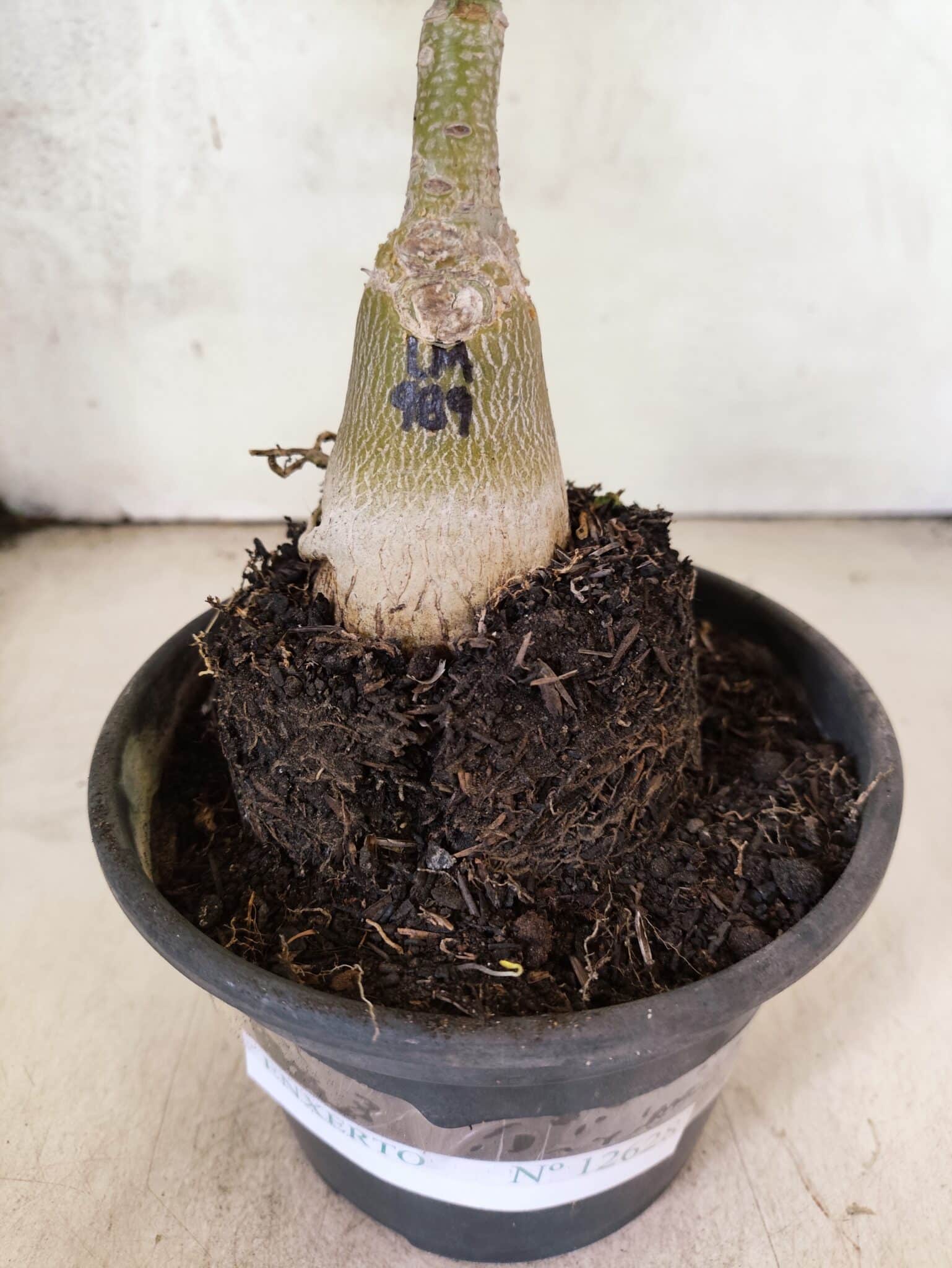 ENXERTO 12628 – 20cm (cor LM 989) - iD: Estrela Purpura - foto 6