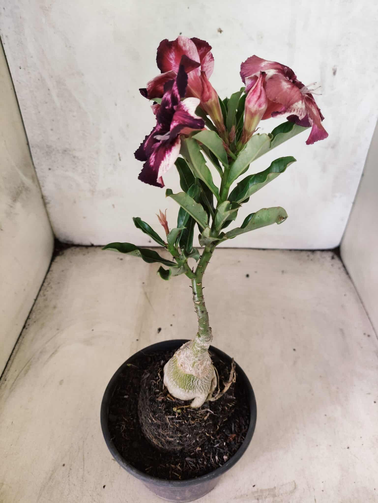 ENXERTO 12628 – 20cm (cor LM 989) - iD: Estrela Purpura - foto 5