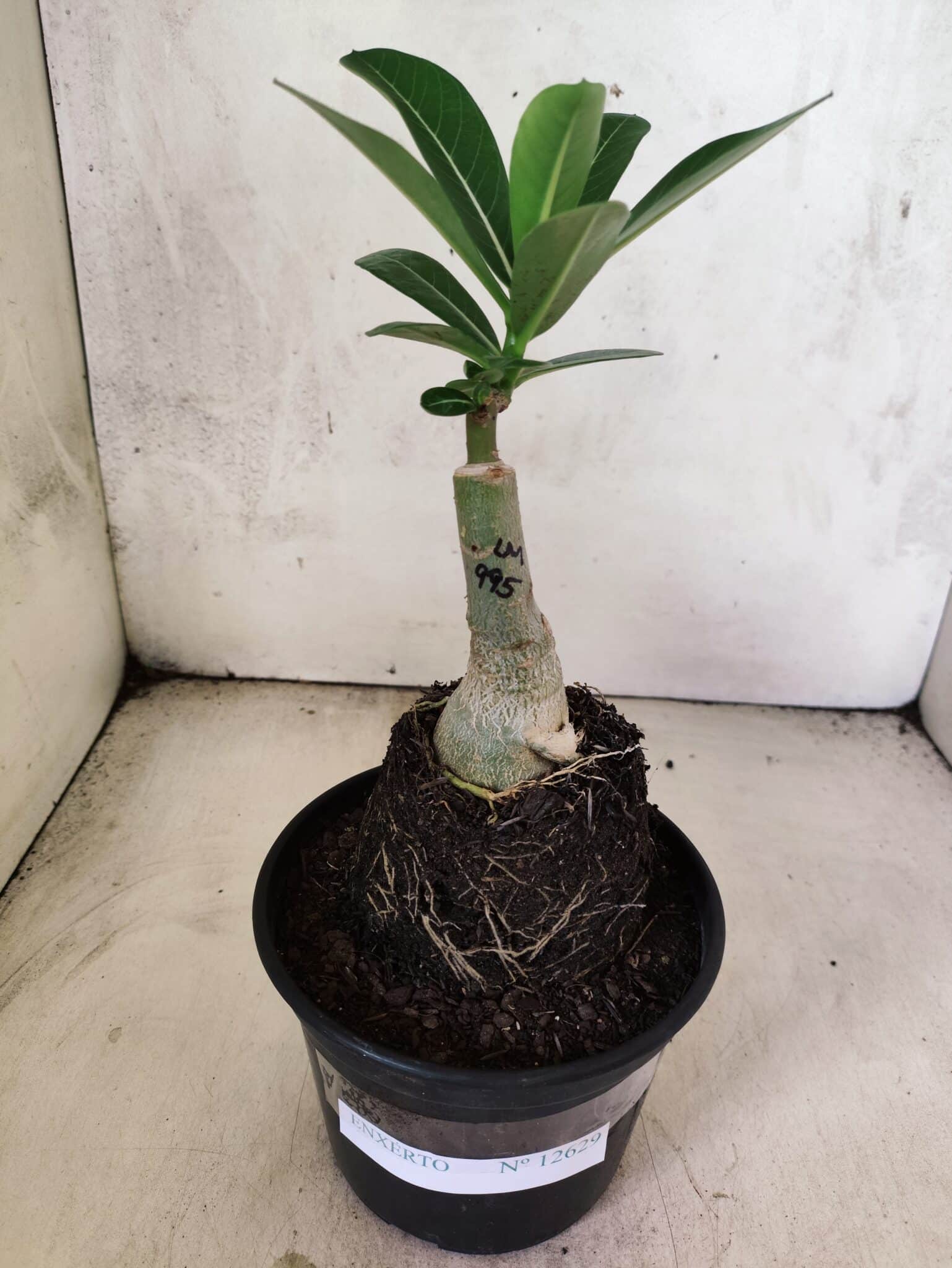 ENXERTO 12629 – 20cm (cor LM 995) Id: POP CORN 2 - foto 2
