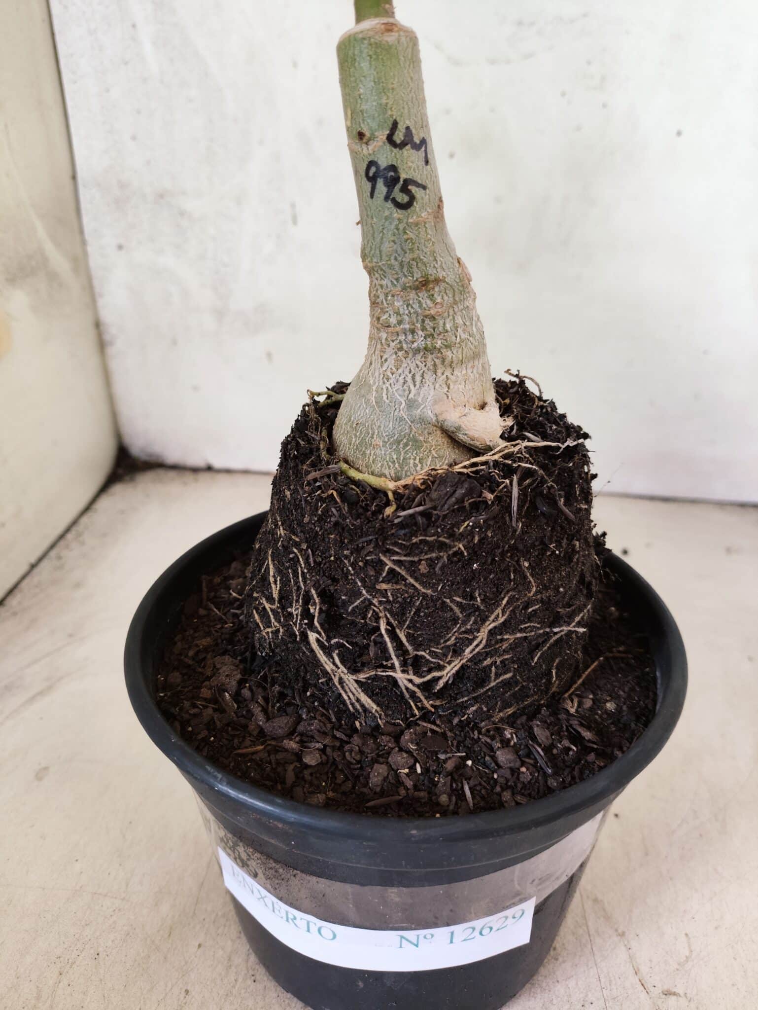 ENXERTO 12629 – 20cm (cor LM 995) Id: POP CORN 2 - foto 3