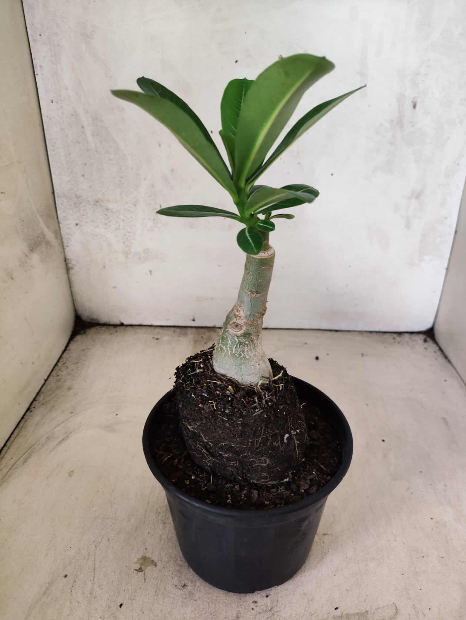 ENXERTO 12629 – 20cm (cor LM 995) Id: POP CORN 2 - foto 4