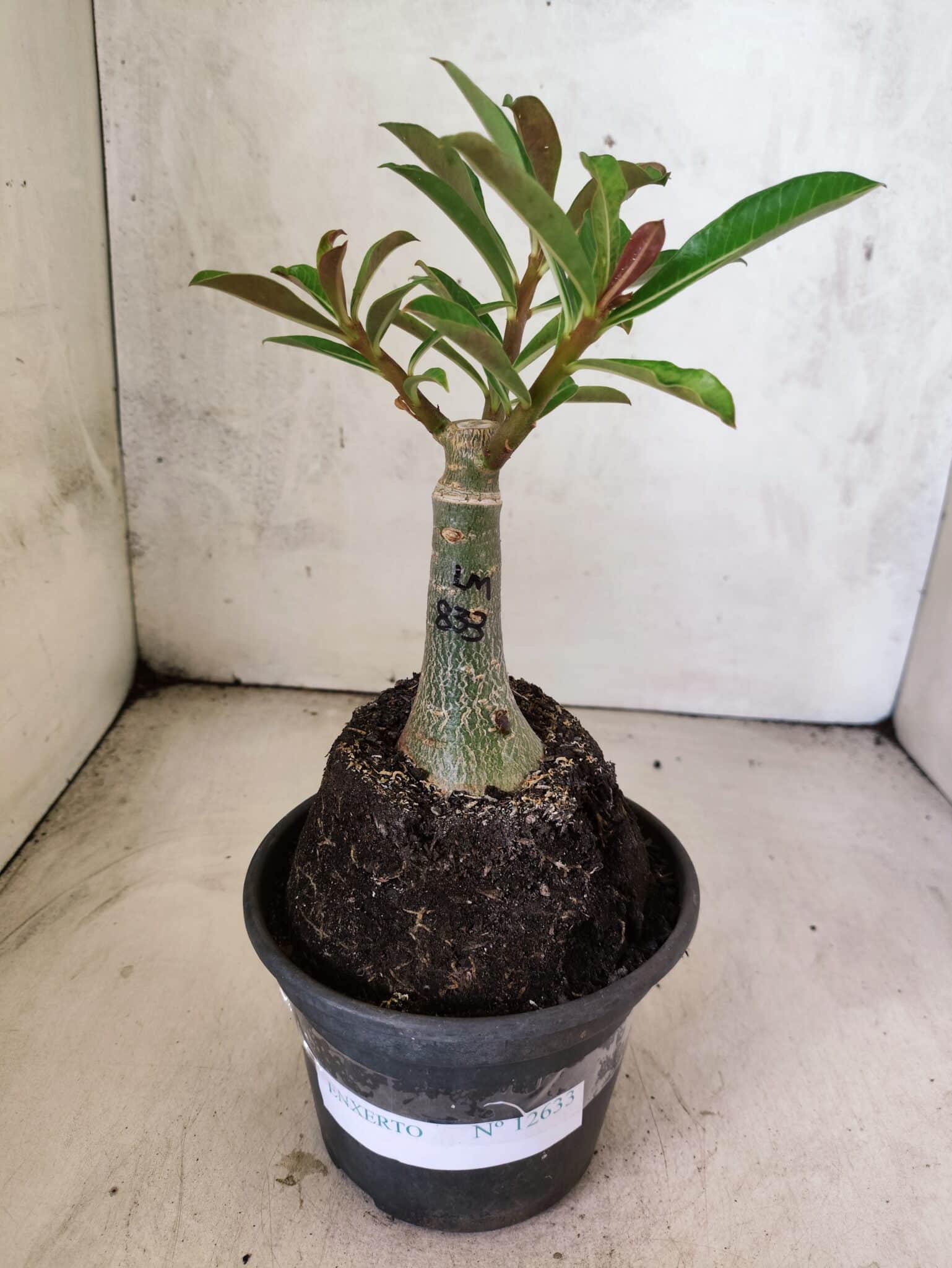 ENXERTO 12633 – 20cm (cor LM 833) - foto 2