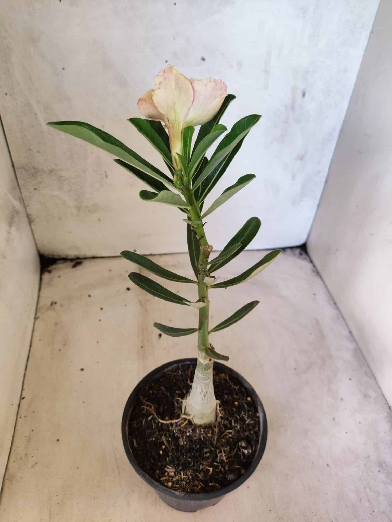 ENXERTO 12650 – 20cm (cor LM 618) - foto 5