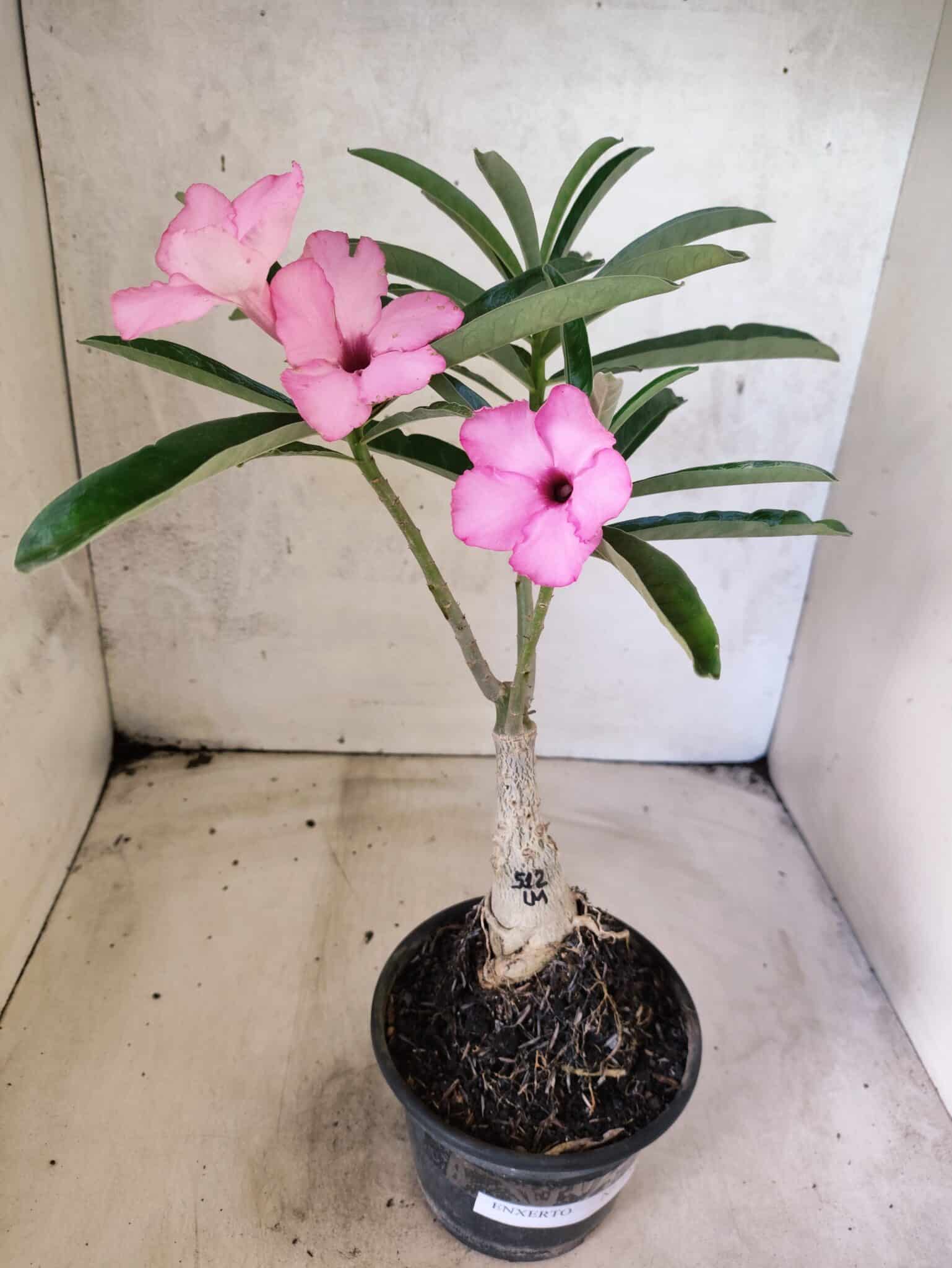 ENXERTO 12652 – 25cm (cor LM 512) - foto 2