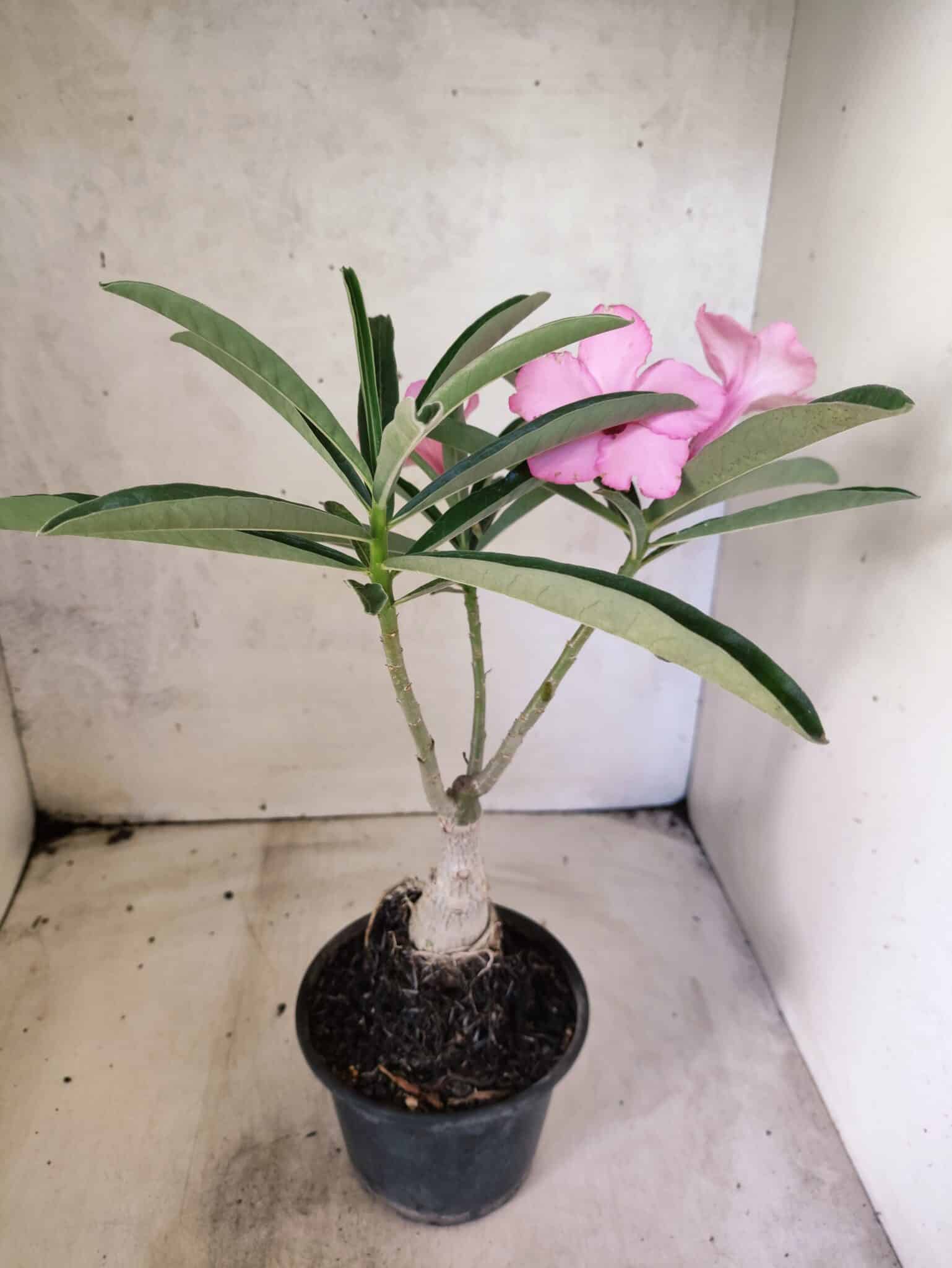 ENXERTO 12652 – 25cm (cor LM 512) - foto 5
