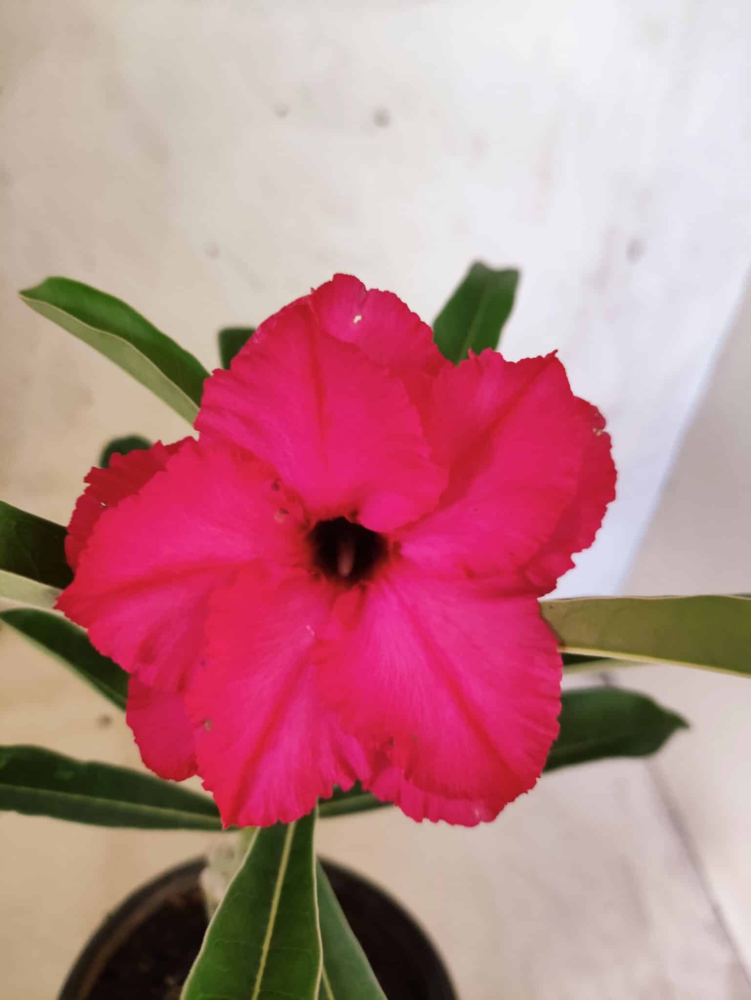 ENXERTO 12653 – 20cm (cor LM 384) - foto 3