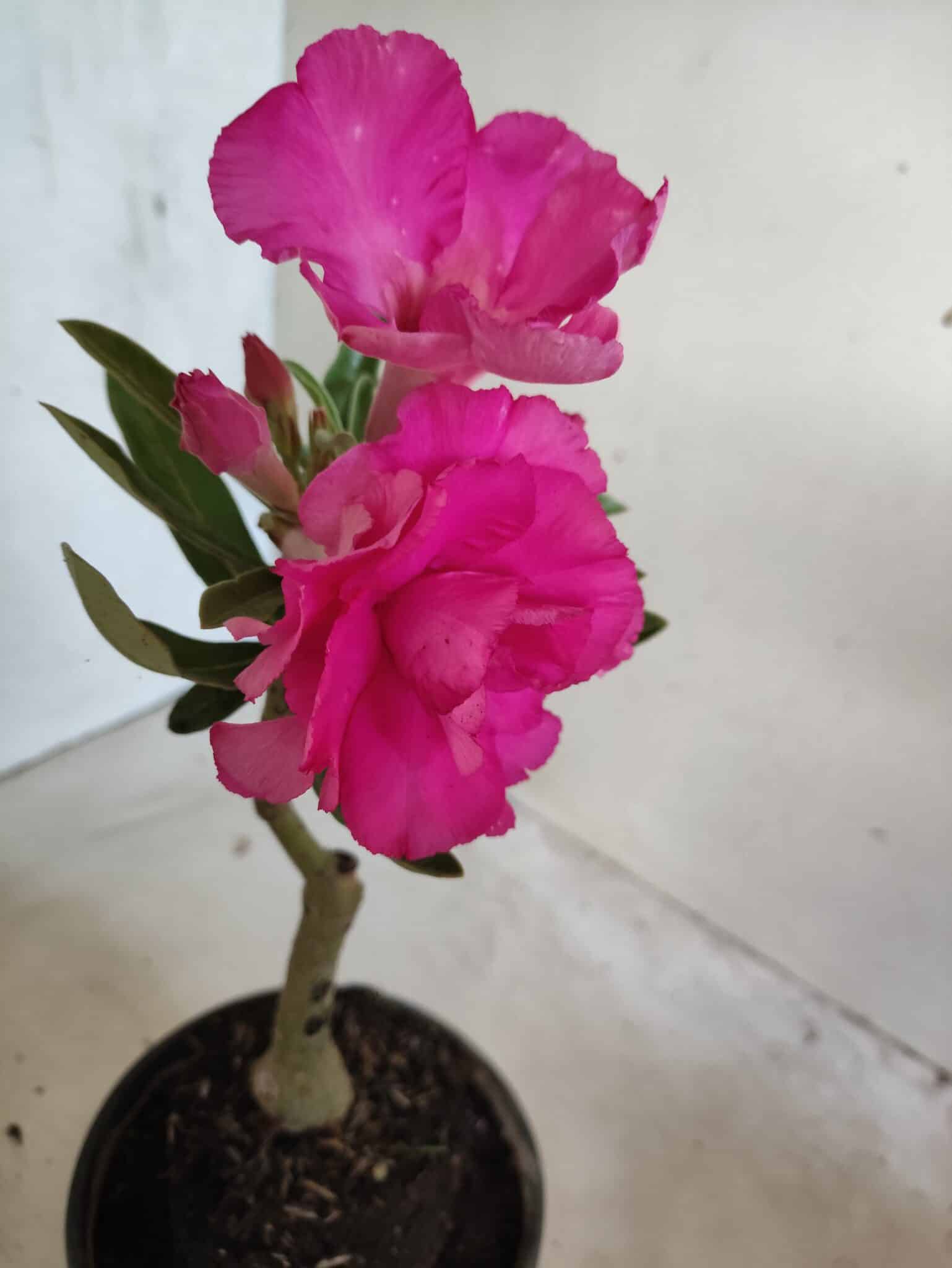 ENXERTO 12656 – 20cm (cor LM 04) - foto 4