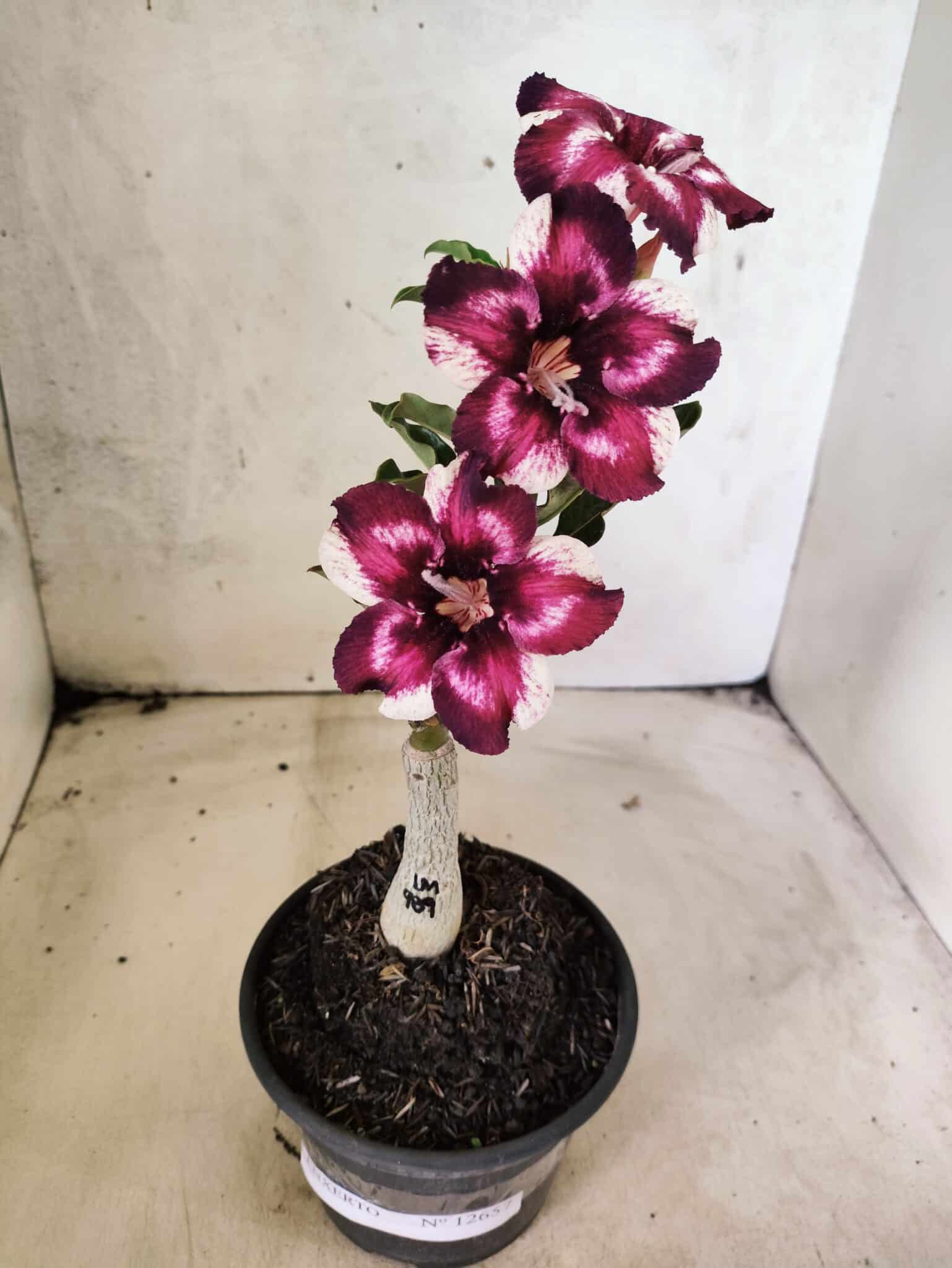 ENXERTO 12657 – 20cm (cor LM 989) Id: Estrela Purpura - foto 2
