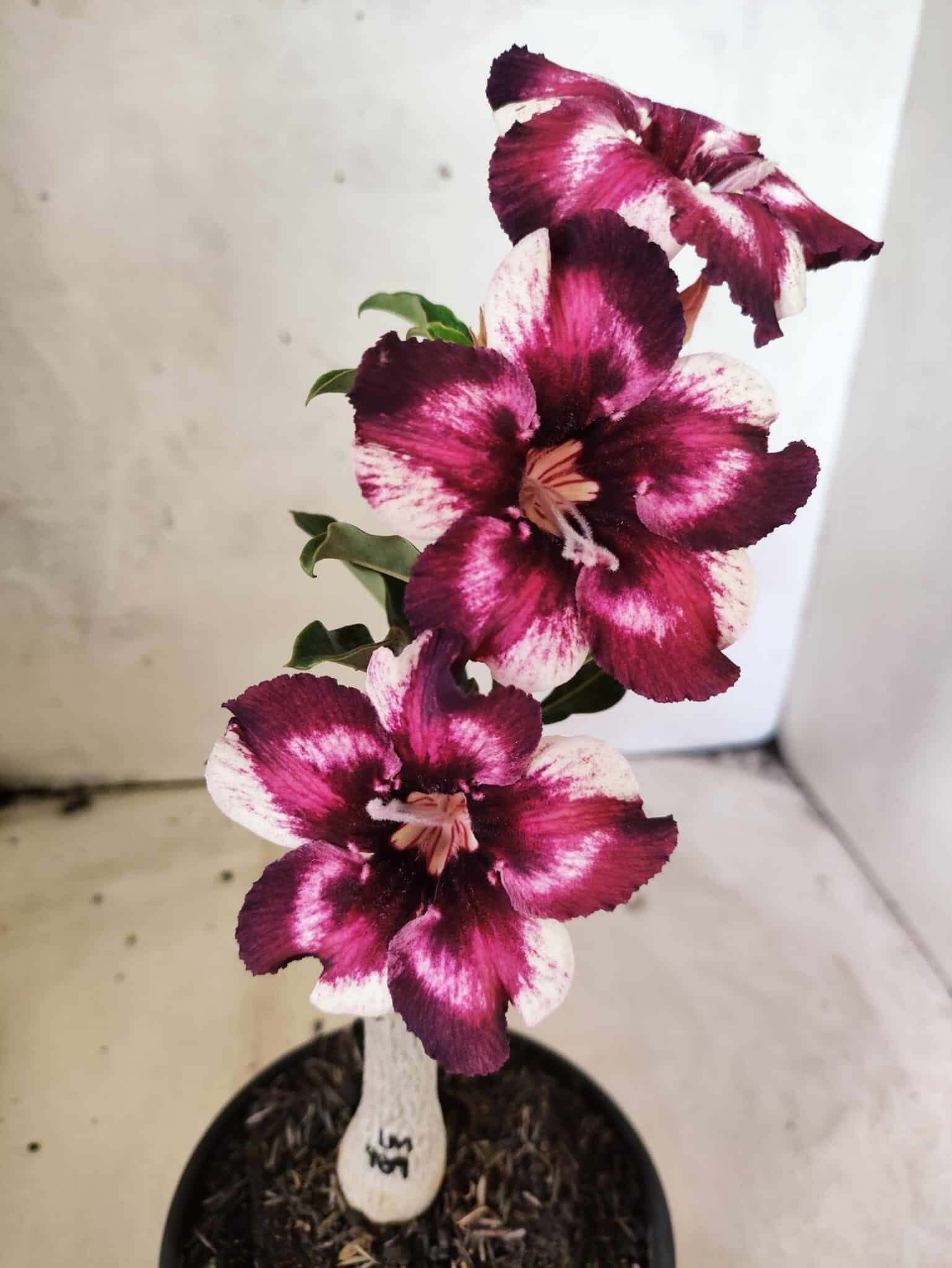 ENXERTO 12657 – 20cm (cor LM 989) Id: Estrela Purpura - foto 8