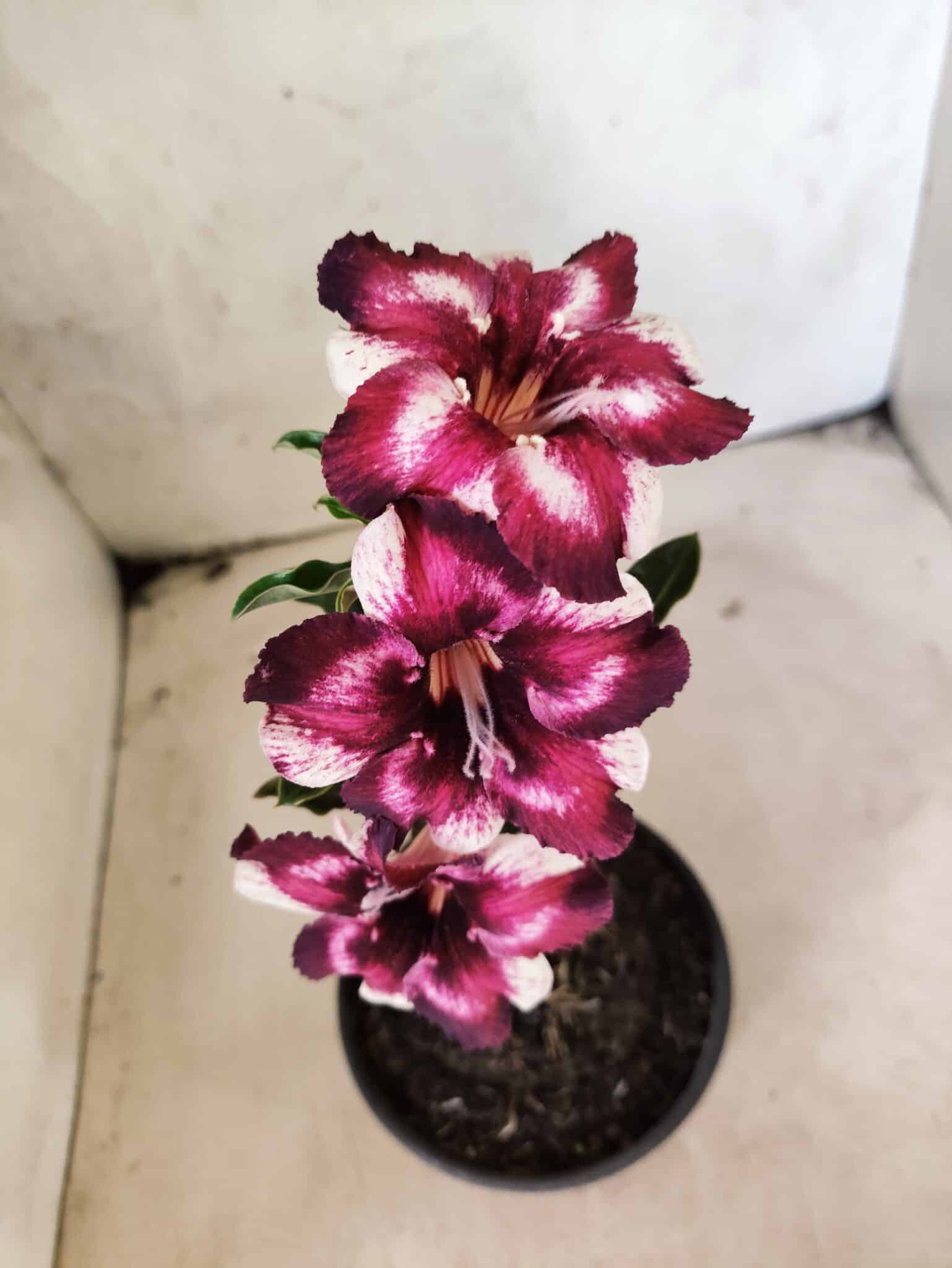ENXERTO 12657 – 20cm (cor LM 989) Id: Estrela Purpura - foto 4