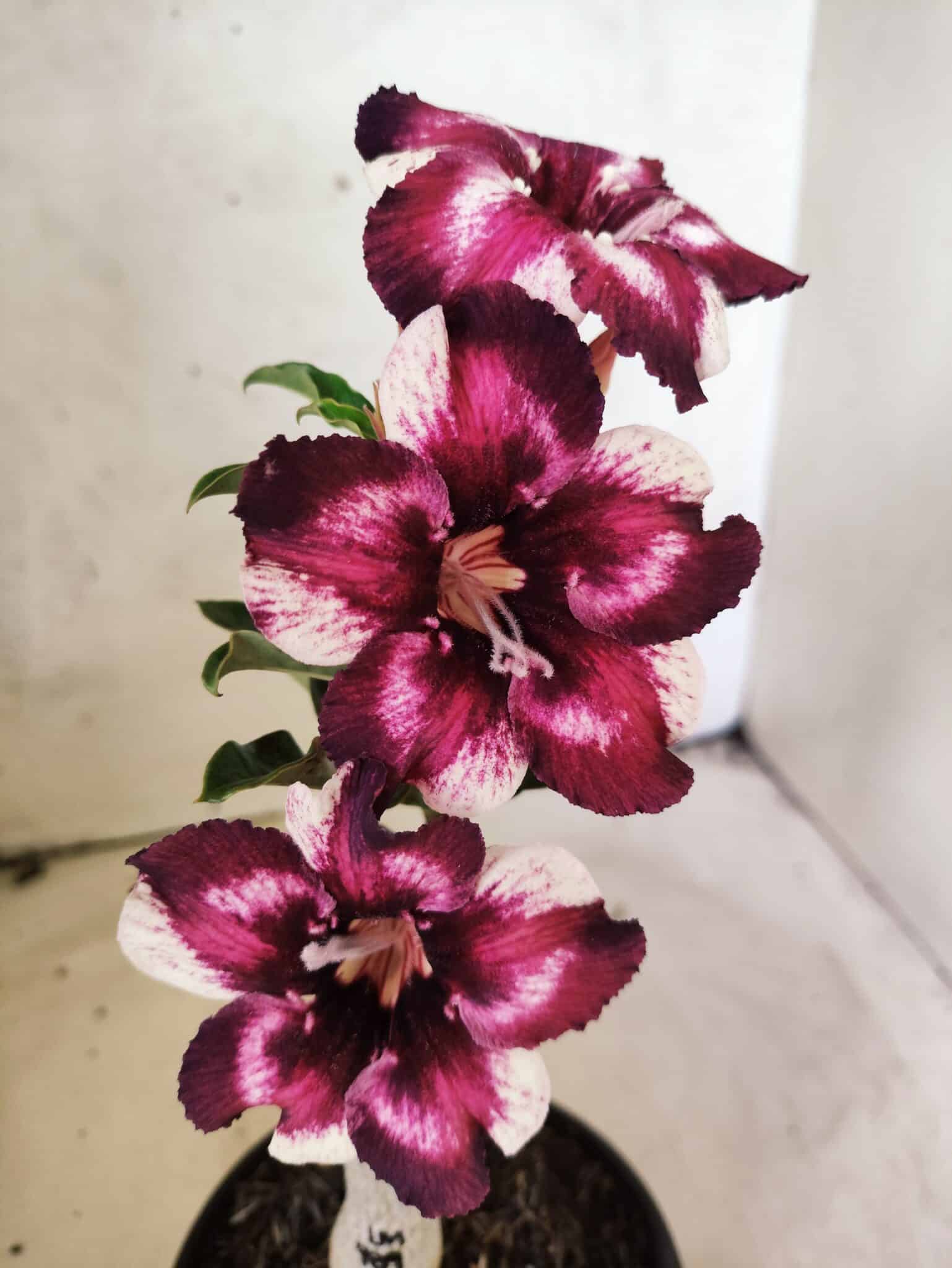 ENXERTO 12657 – 20cm (cor LM 989) Id: Estrela Purpura - foto 3