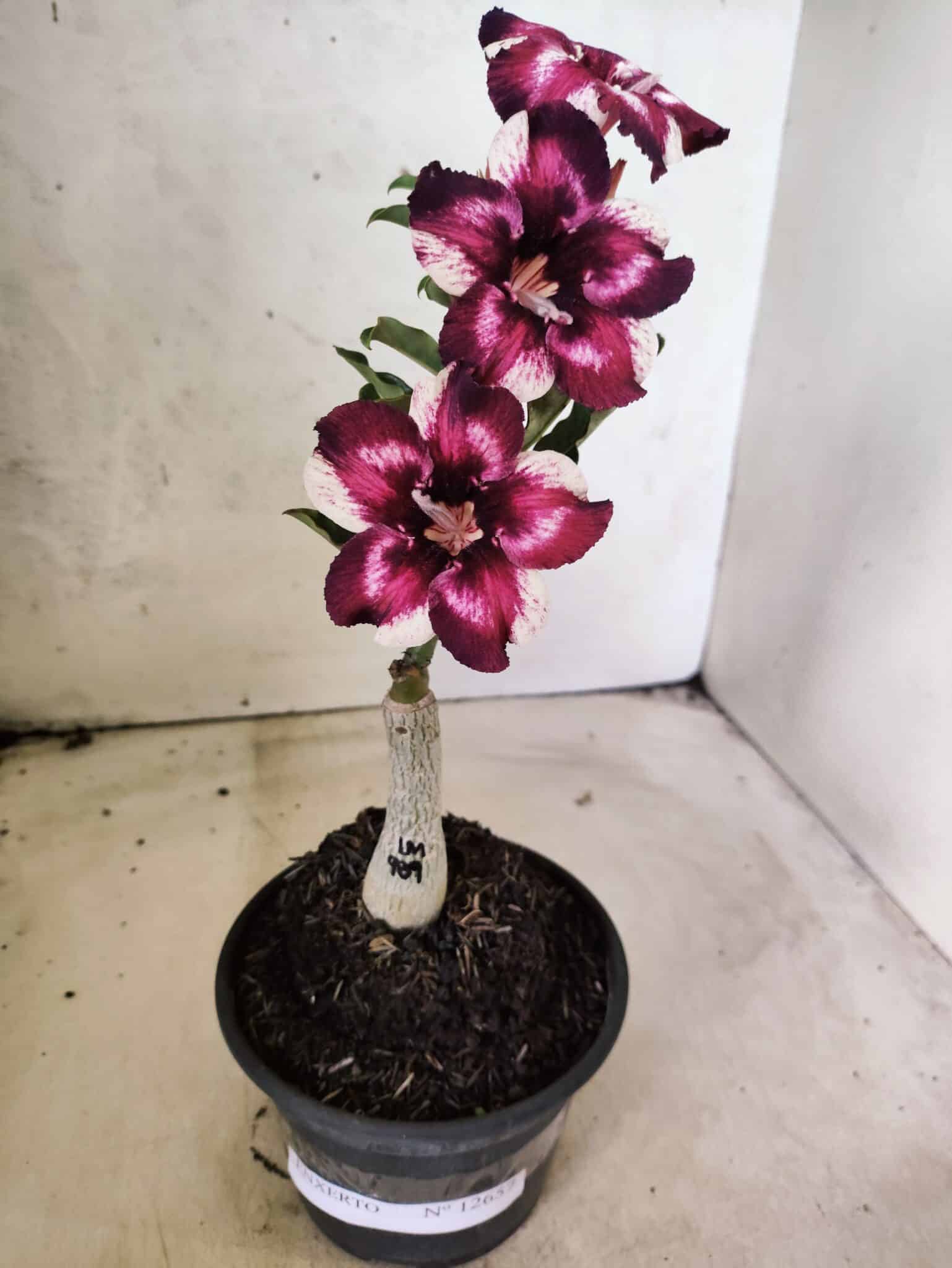 ENXERTO 12657 – 20cm (cor LM 989) Id: Estrela Purpura - foto 7