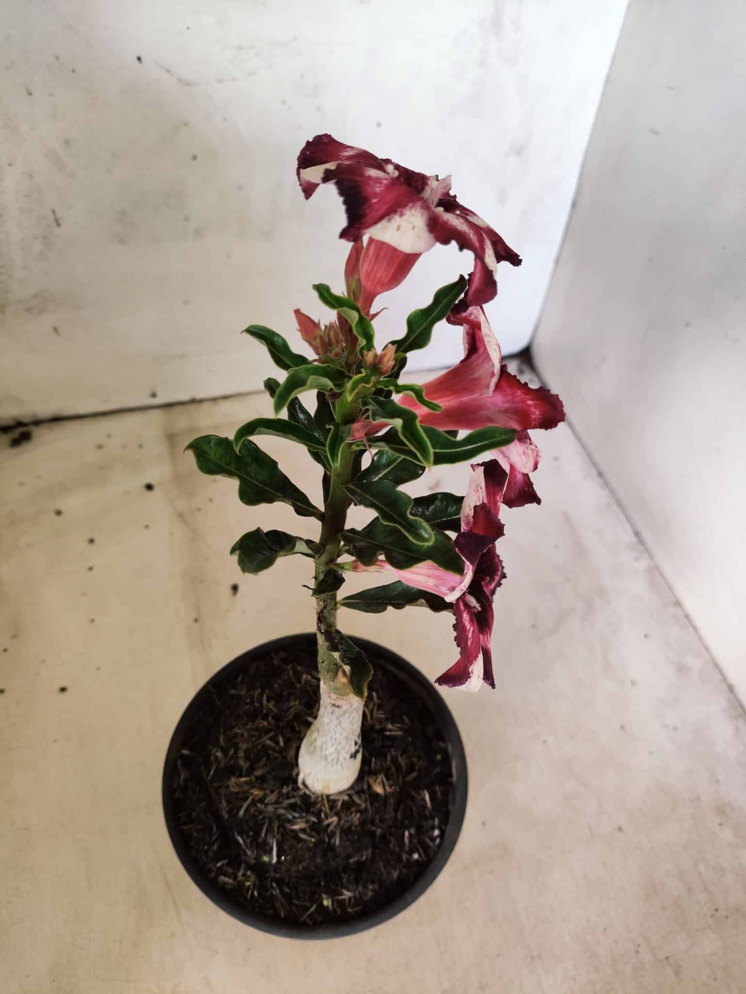 ENXERTO 12657 – 20cm (cor LM 989) Id: Estrela Purpura - foto 5