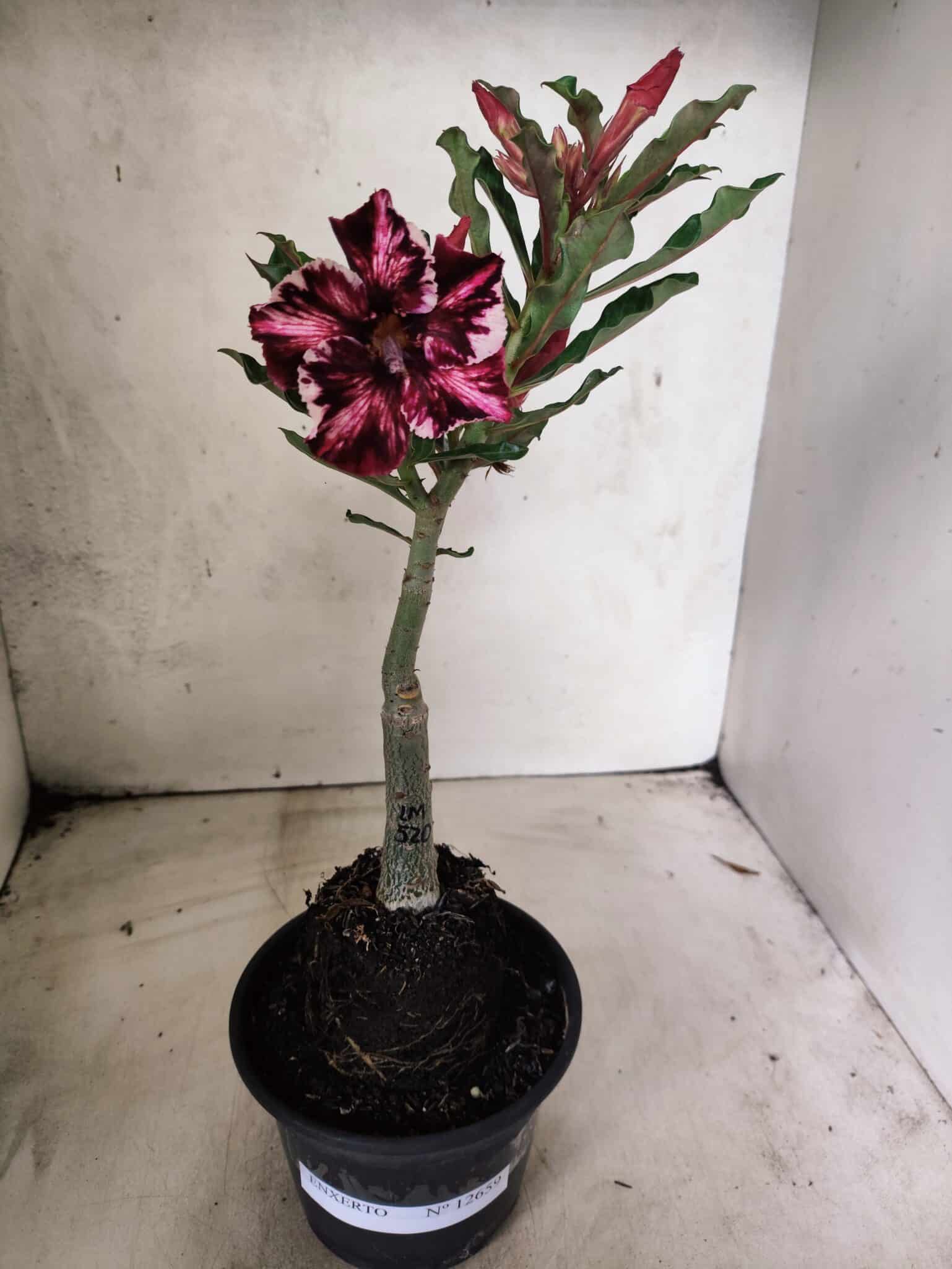 ENXERTO 12659 – 20cm (cor LM 520) - foto 2