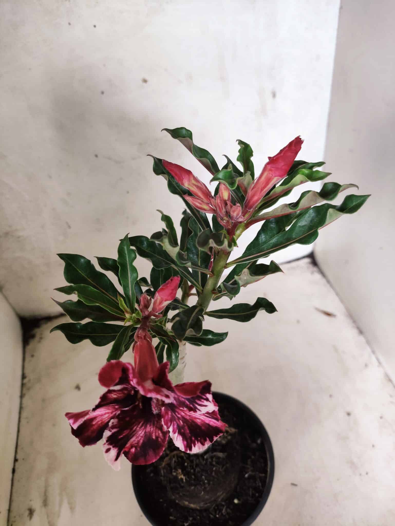 ENXERTO 12659 – 20cm (cor LM 520) - foto 5