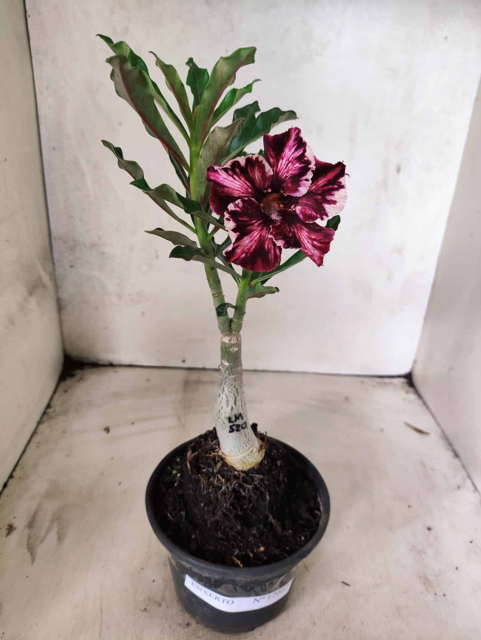 ENXERTO 12662 – 20cm (cor LM 520) - foto 2