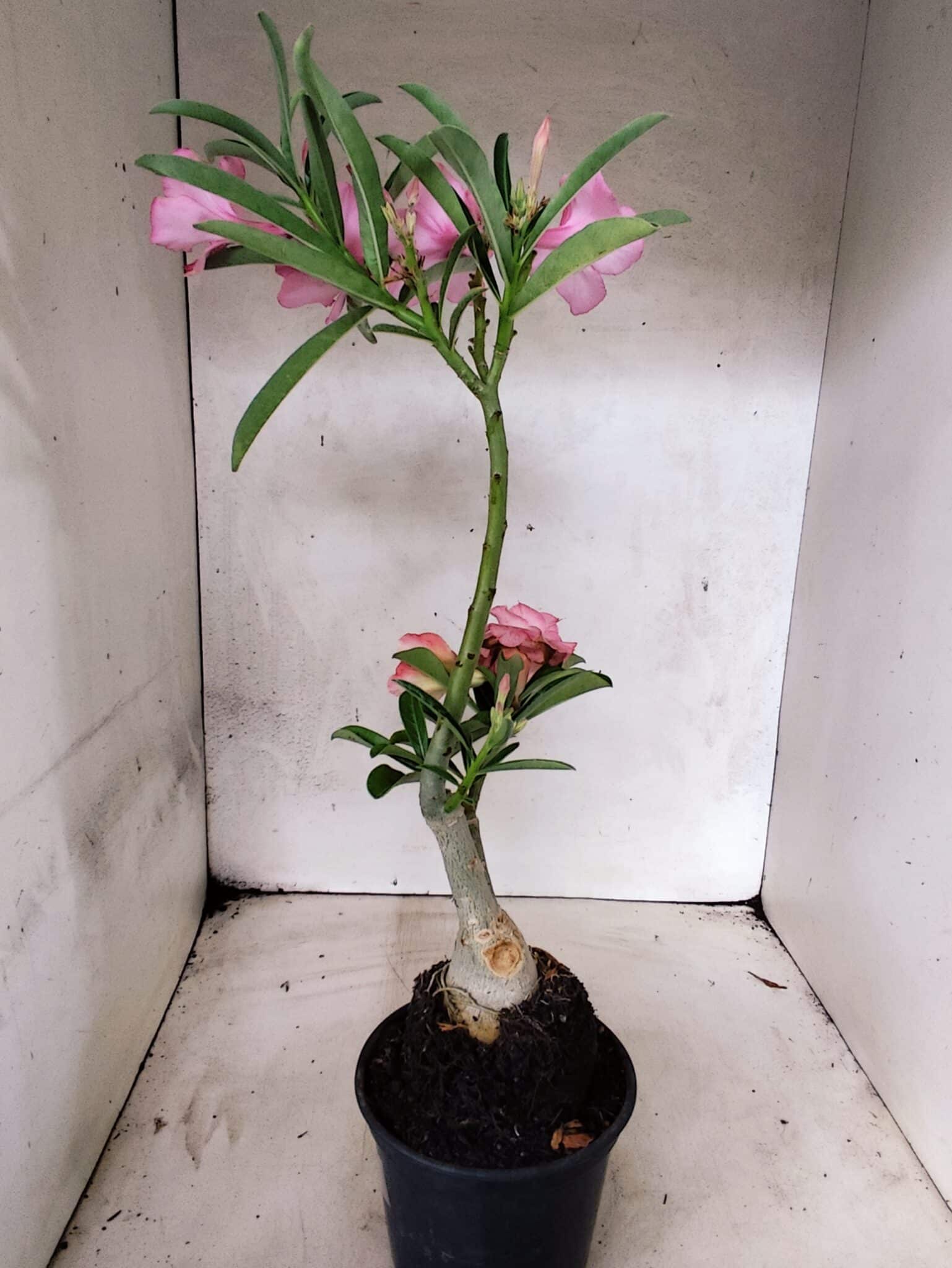 ENXERTO 12666 – 30cm (cor LM 512 e LM 1013) - foto 7