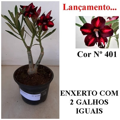 ENXERTO 6344 – 22cm  (cor LM 401)