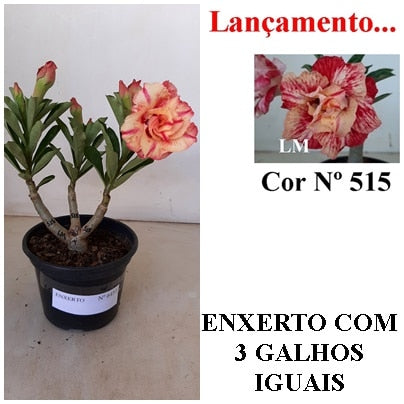 ENXERTO 6453 – 20cm  (cor LM 515)