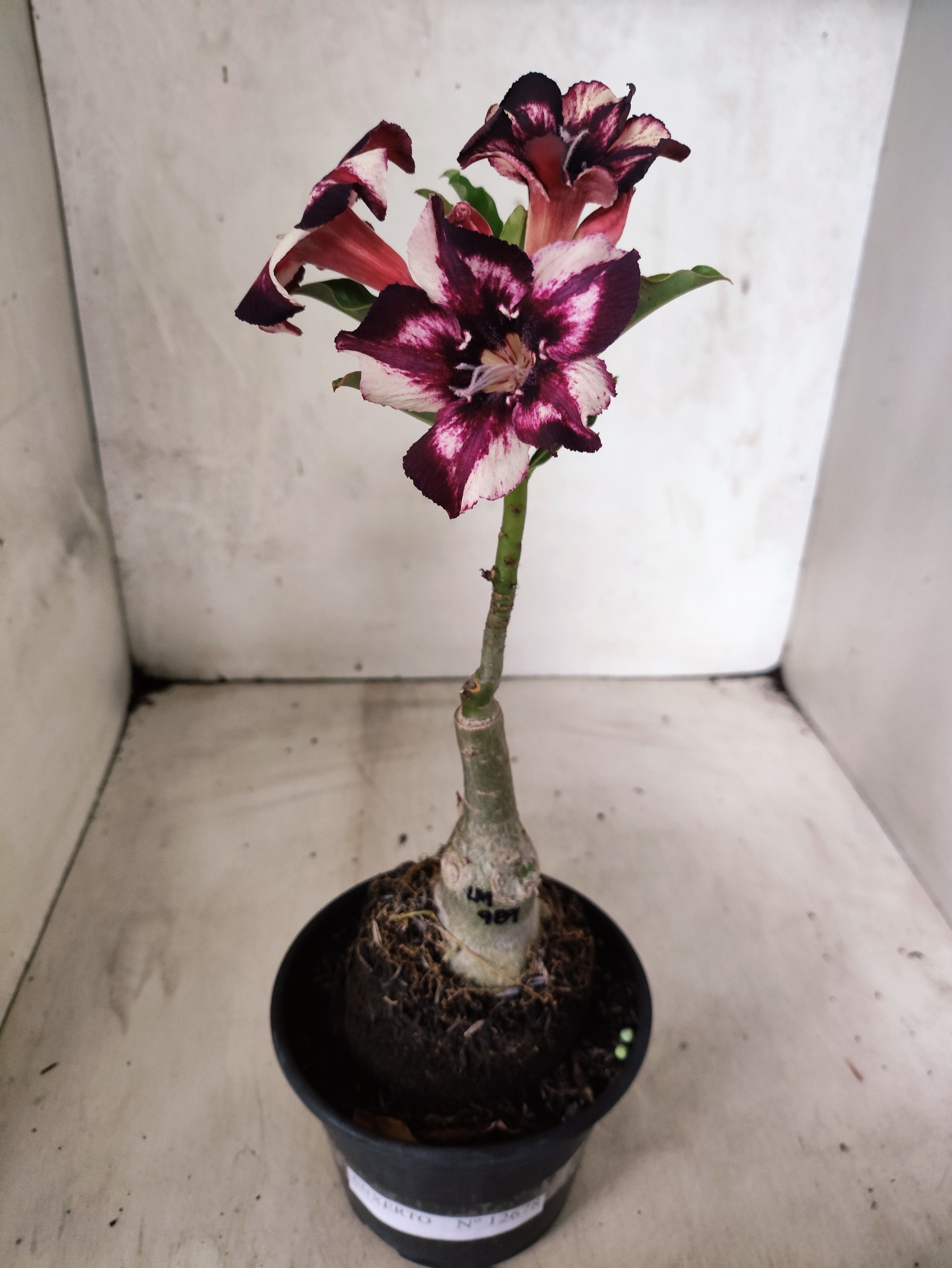 ENXERTO 12678 – 20cm (cor LM 989) Id: Estrela Purpura