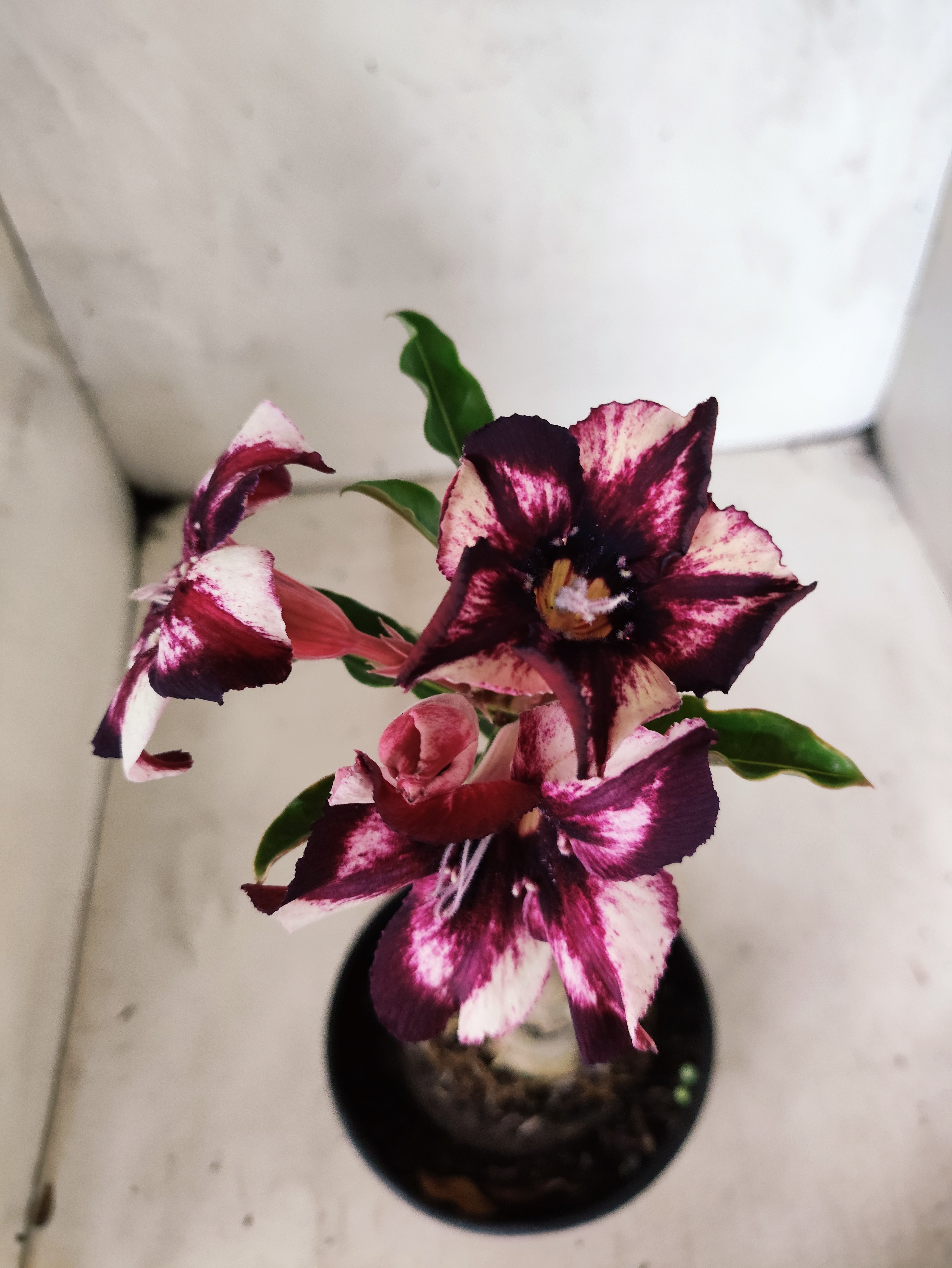 ENXERTO 12678 – 20cm (cor LM 989) Id: Estrela Purpura