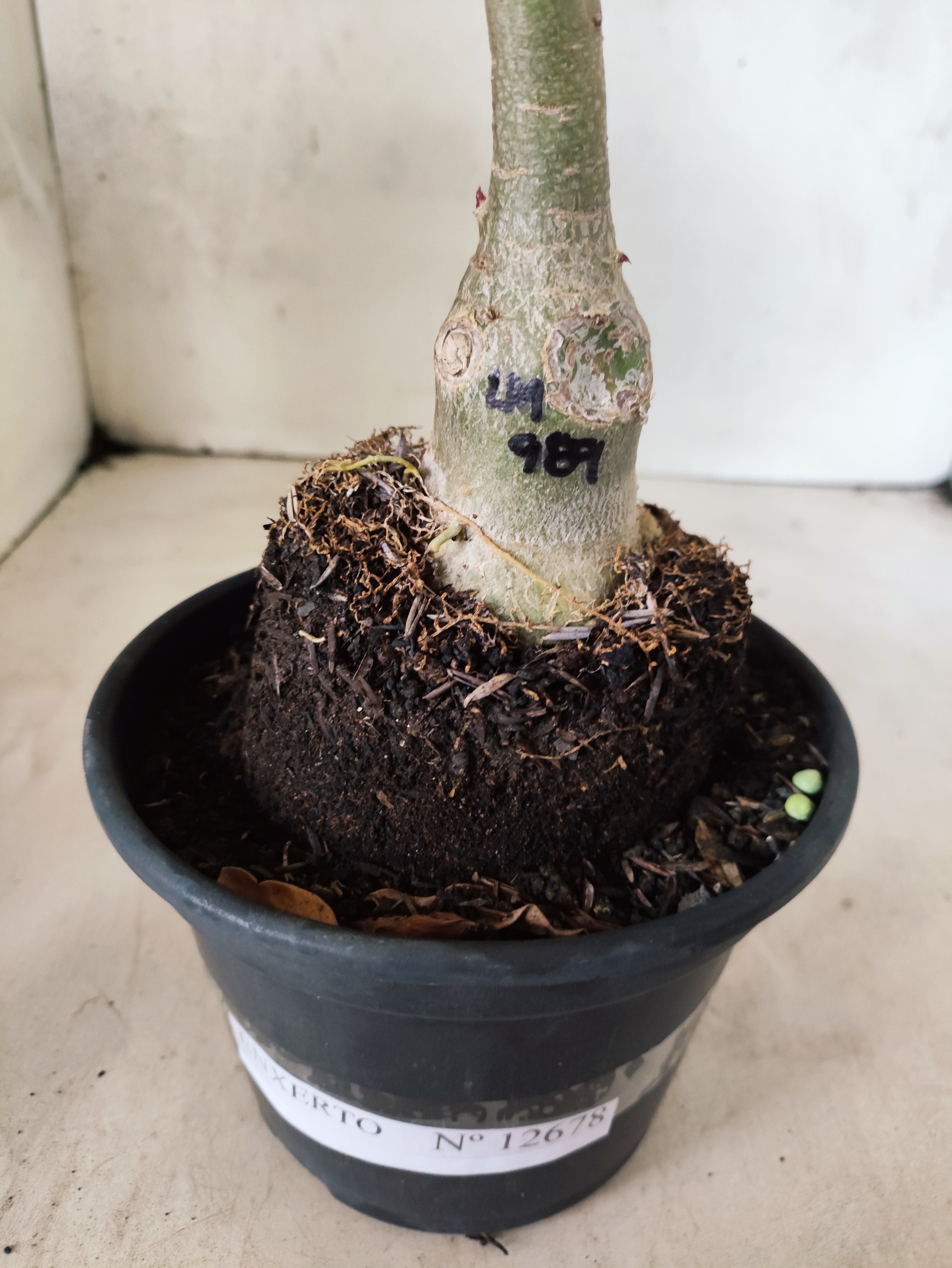 ENXERTO 12678 – 20cm (cor LM 989) Id: Estrela Purpura