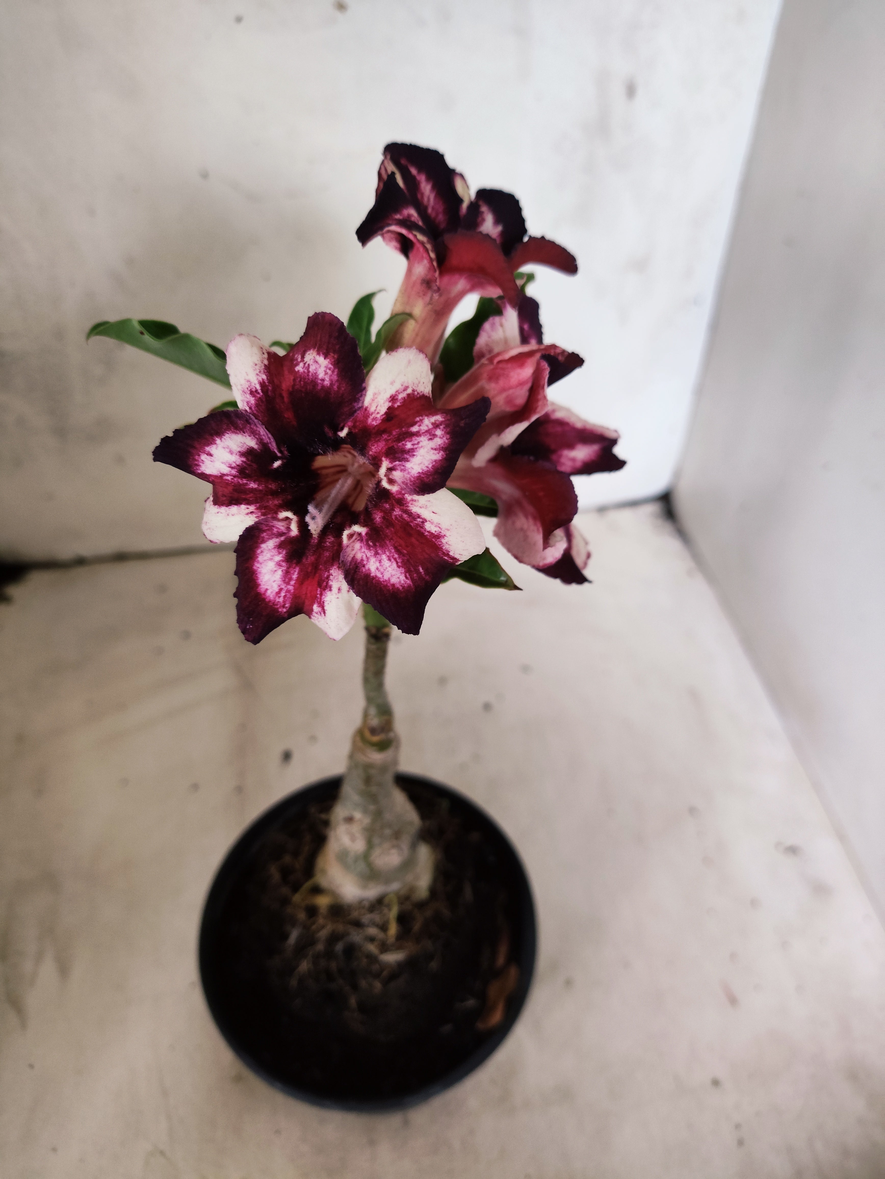 ENXERTO 12678 – 20cm (cor LM 989) Id: Estrela Purpura