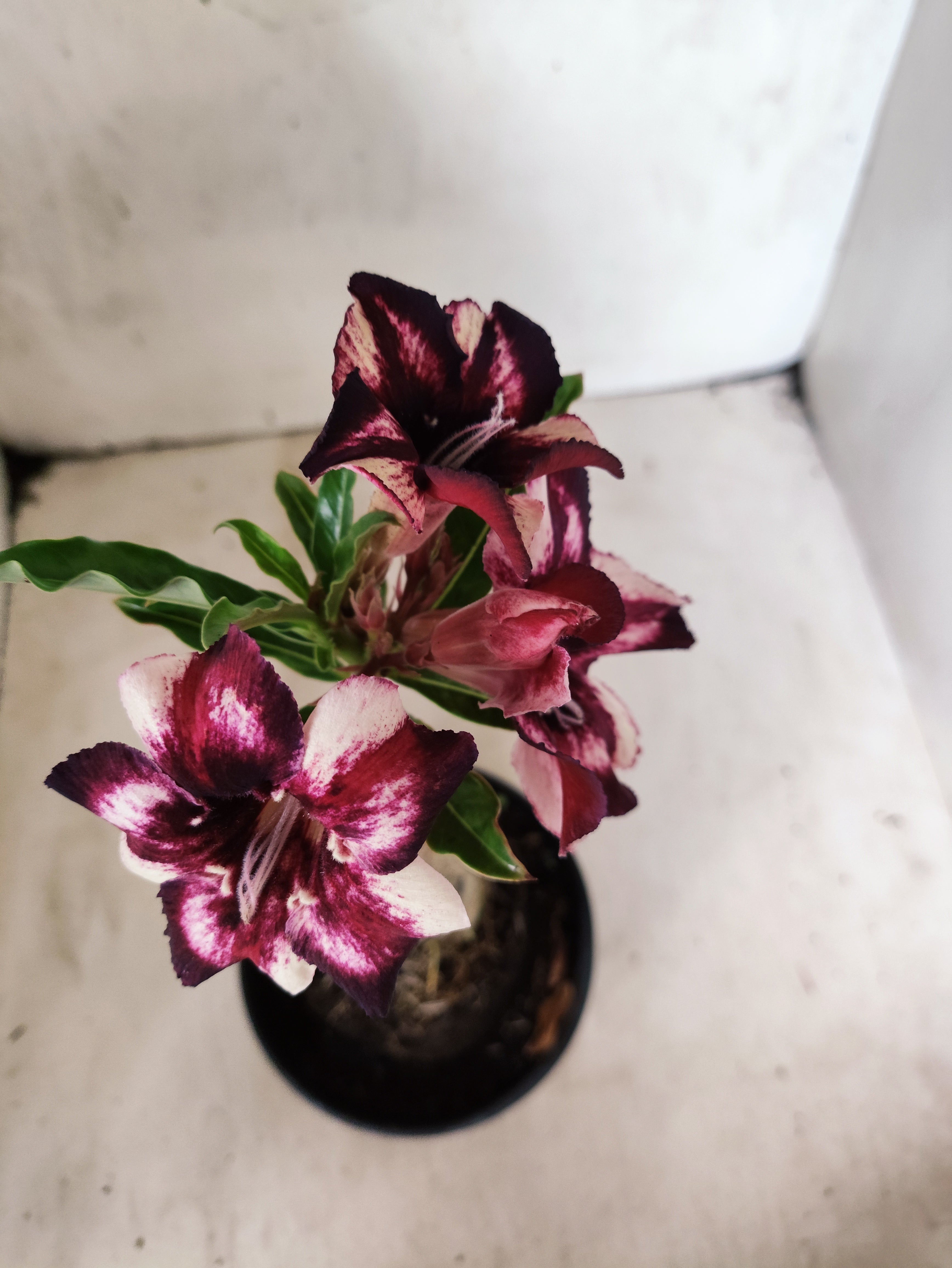 ENXERTO 12678 – 20cm (cor LM 989) Id: Estrela Purpura