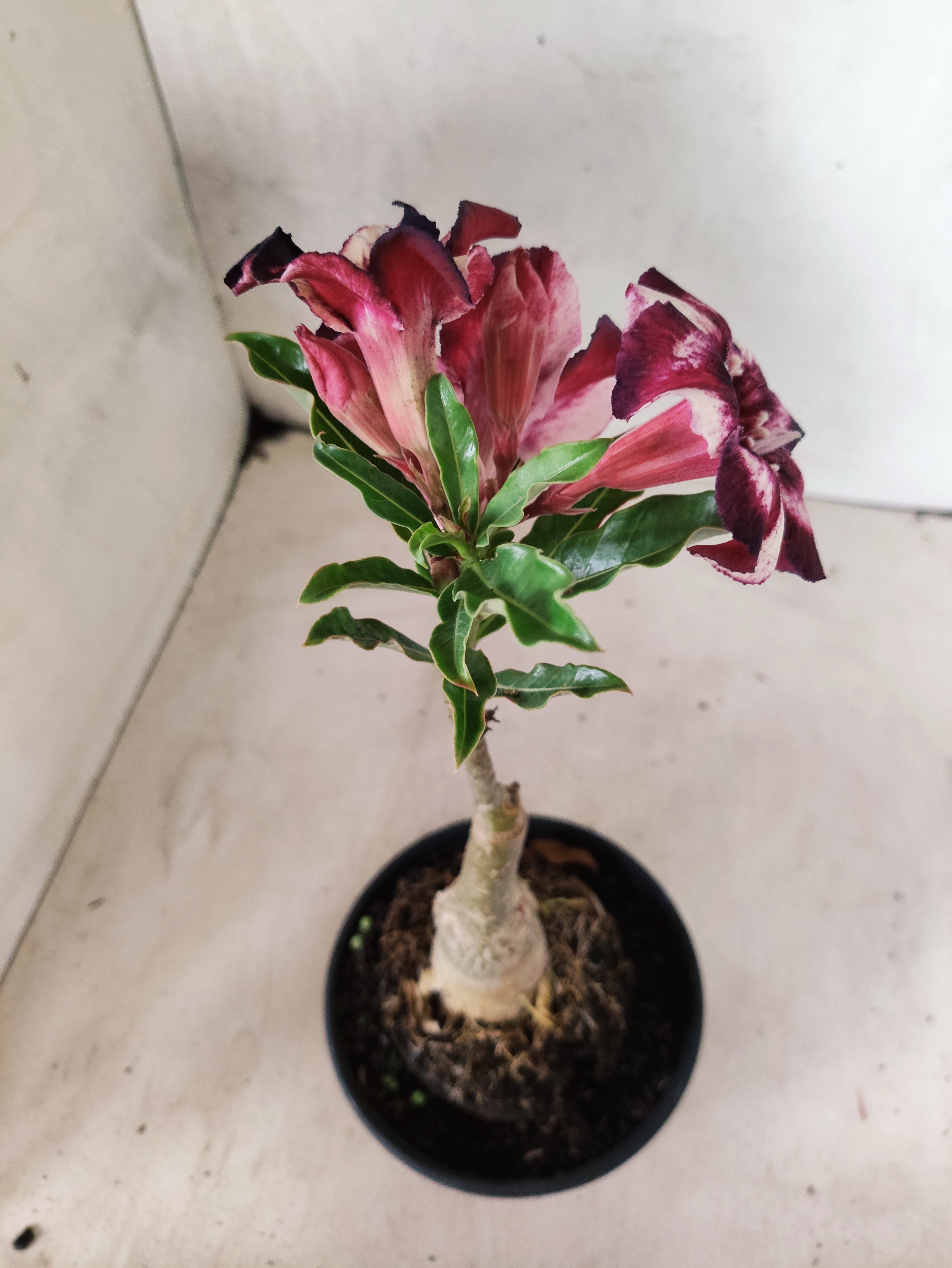 ENXERTO 12678 – 20cm (cor LM 989) Id: Estrela Purpura