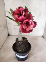 ENXERTO 12685 – 20cm (cor LM 1021)