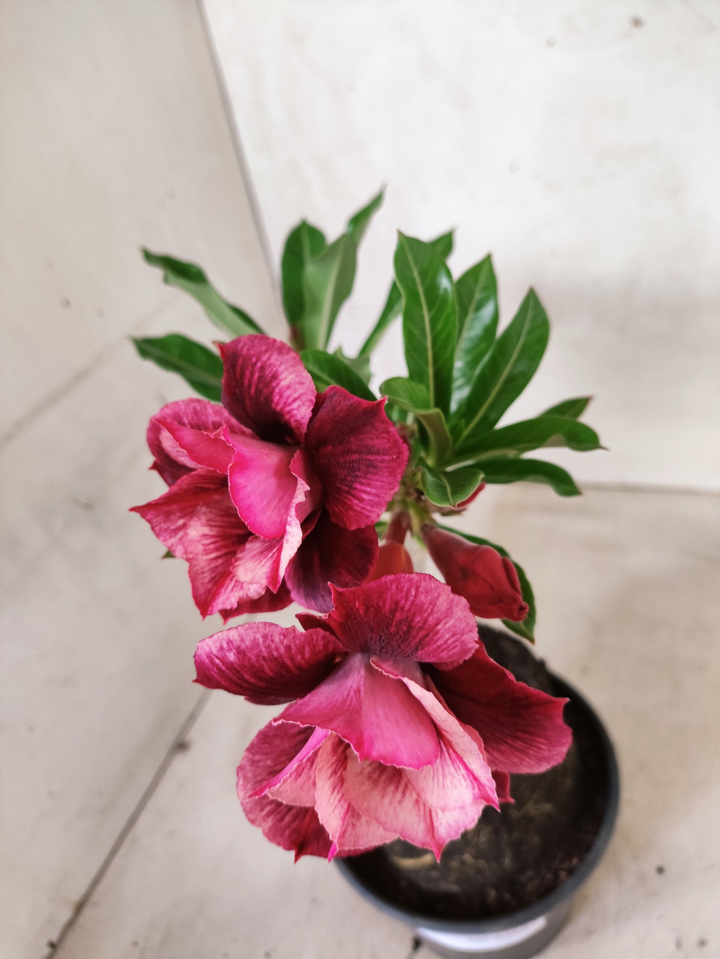 ENXERTO 12685 – 20cm (cor LM 1021)