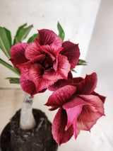 ENXERTO 12685 – 20cm (cor LM 1021)