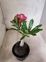 ENXERTO 12685 – 20cm (cor LM 1021)