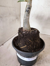 ENXERTO 12685 – 20cm (cor LM 1021)