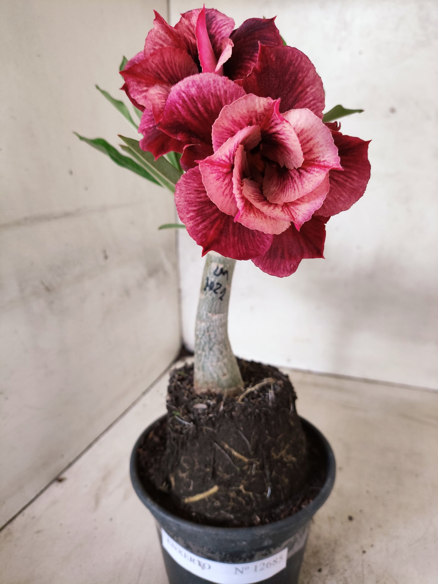 ENXERTO 12685 – 20cm (cor LM 1021)