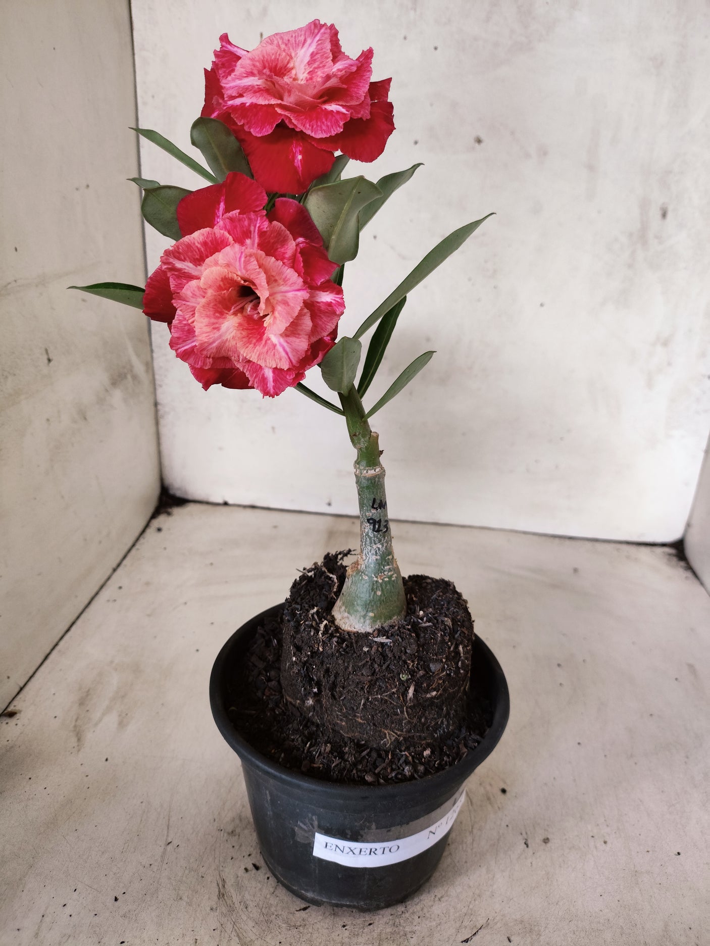 ENXERTO 12686 – 20cm (cor LM 913)