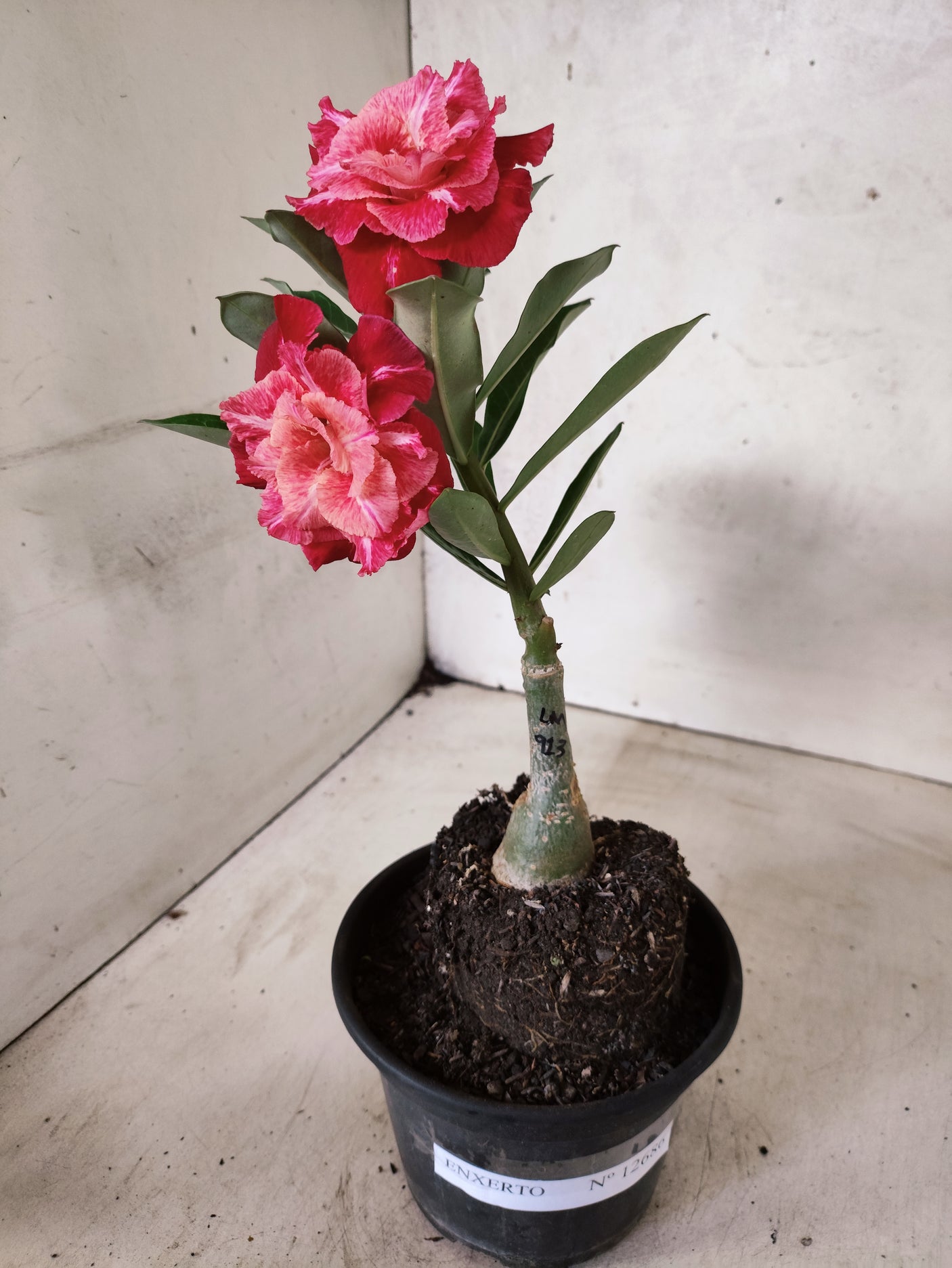 ENXERTO 12686 – 20cm (cor LM 913)